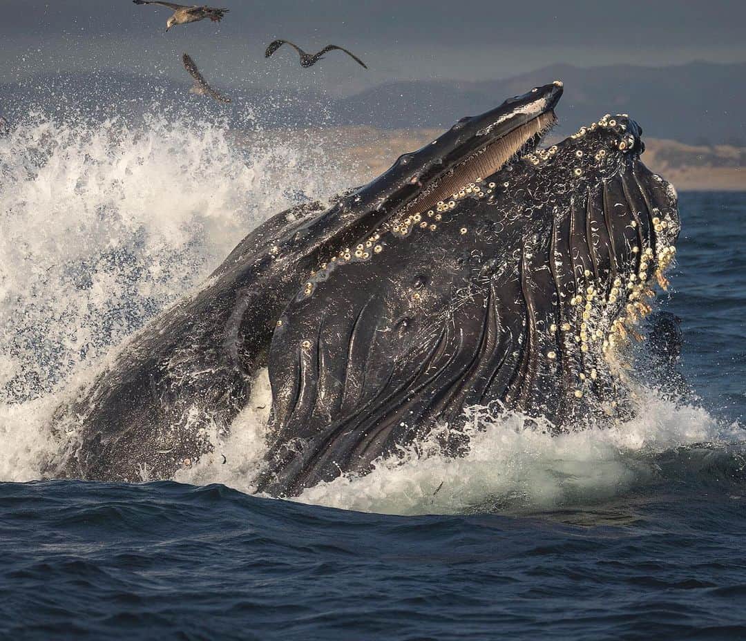 Chase Dekker Wild-Life Imagesのインスタグラム：「During a photo workshop last summer, we found a pair of humpback whales lunge feeding along the beach. The seas were a little choppy, which actually made for some interesting shots, even though it made for photographing and keeping steady a little more challenging. As the whales erupted from the sea, water and anchovies would go flying in all directions in a dramatic scene that only lasted a mere 2-3 seconds. Not to mention, I had my favorite combination of light, as the shore was shrouded in dark clouds and the sun was just peeking through the marine layer, lighting the whales perfectly. The day we can head out and be among these animals again can’t come soon enough.」