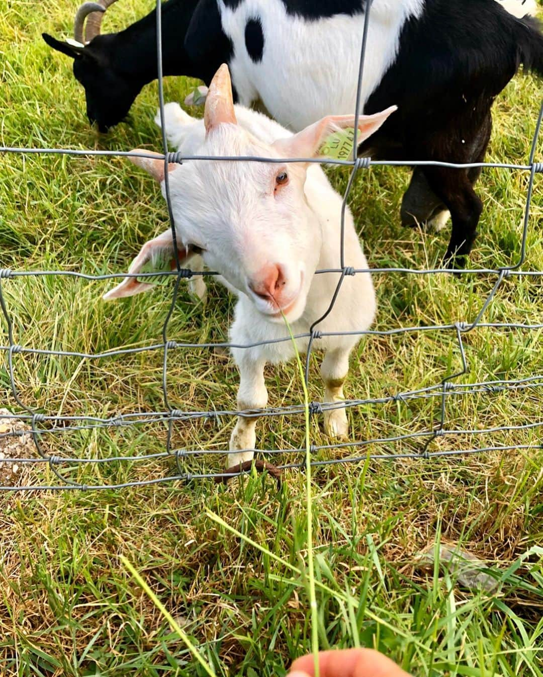 アグネス・ザワツキーさんのインスタグラム写真 - (アグネス・ザワツキーInstagram)「Made some friends during the quarantine...clearly I’m a big fan of goats 🐐 🐐 🐐 #goatwhisperer」5月10日 7時41分 - agnes_zawadzki