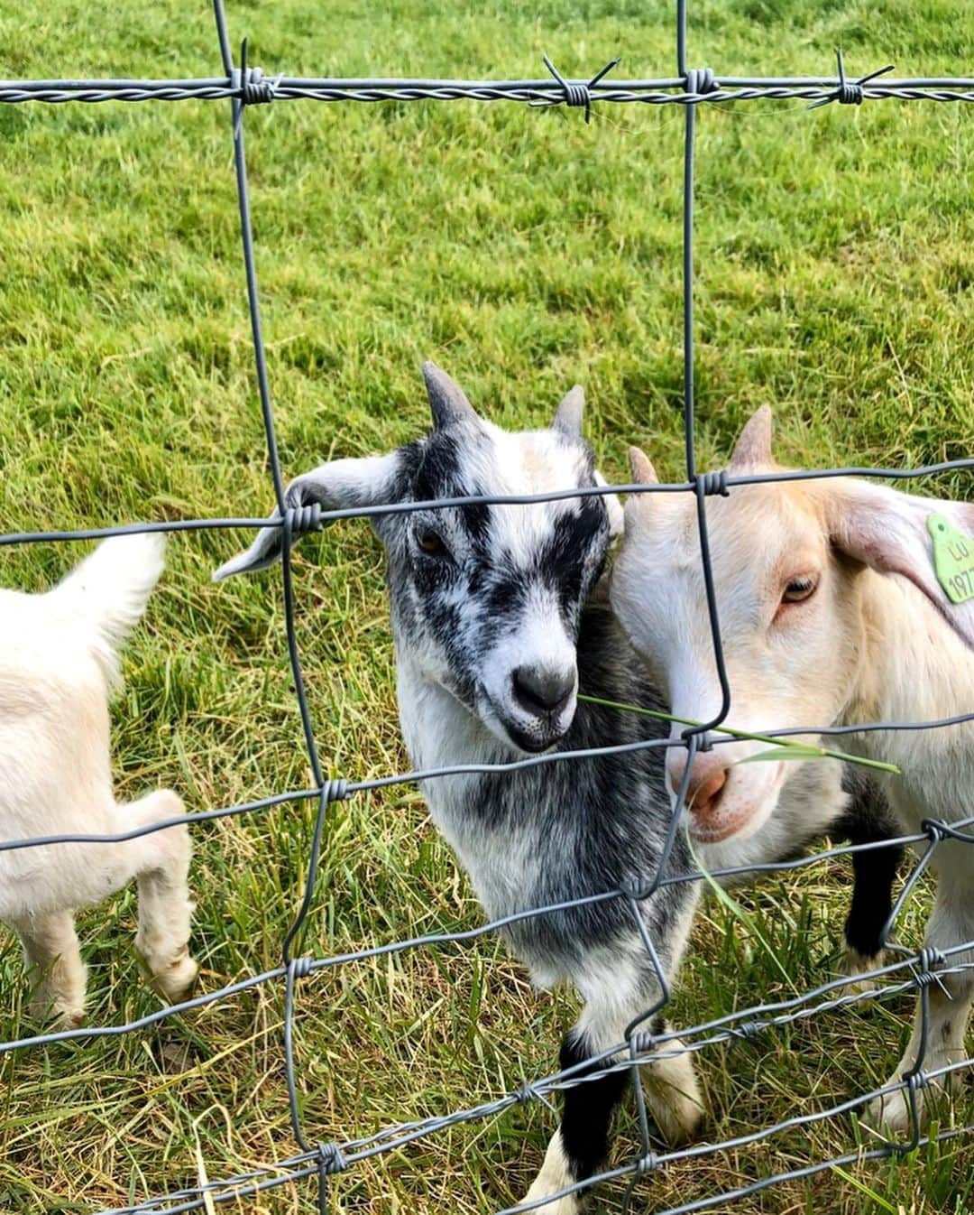 アグネス・ザワツキーさんのインスタグラム写真 - (アグネス・ザワツキーInstagram)「Made some friends during the quarantine...clearly I’m a big fan of goats 🐐 🐐 🐐 #goatwhisperer」5月10日 7時41分 - agnes_zawadzki