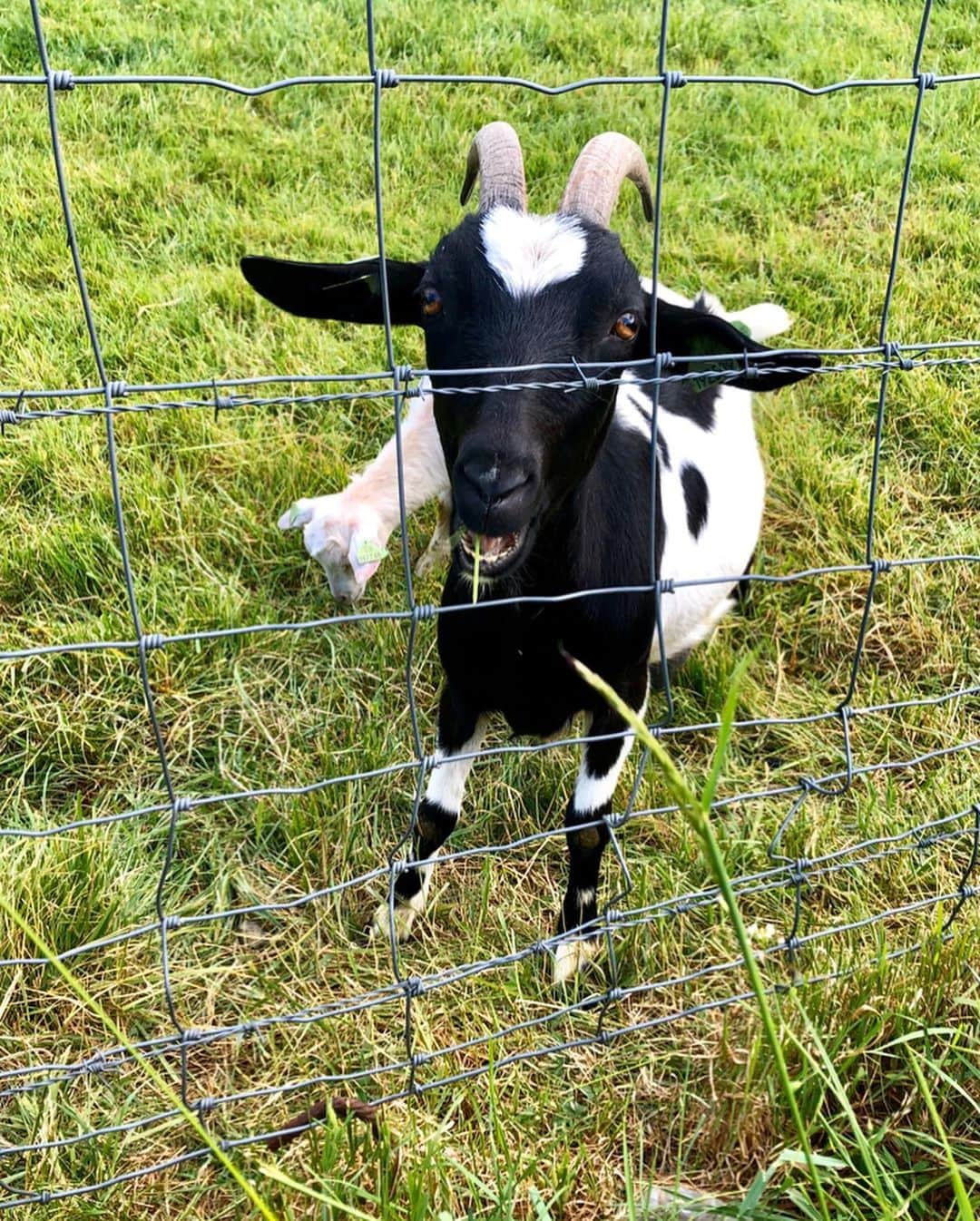 アグネス・ザワツキーさんのインスタグラム写真 - (アグネス・ザワツキーInstagram)「Made some friends during the quarantine...clearly I’m a big fan of goats 🐐 🐐 🐐 #goatwhisperer」5月10日 7時41分 - agnes_zawadzki