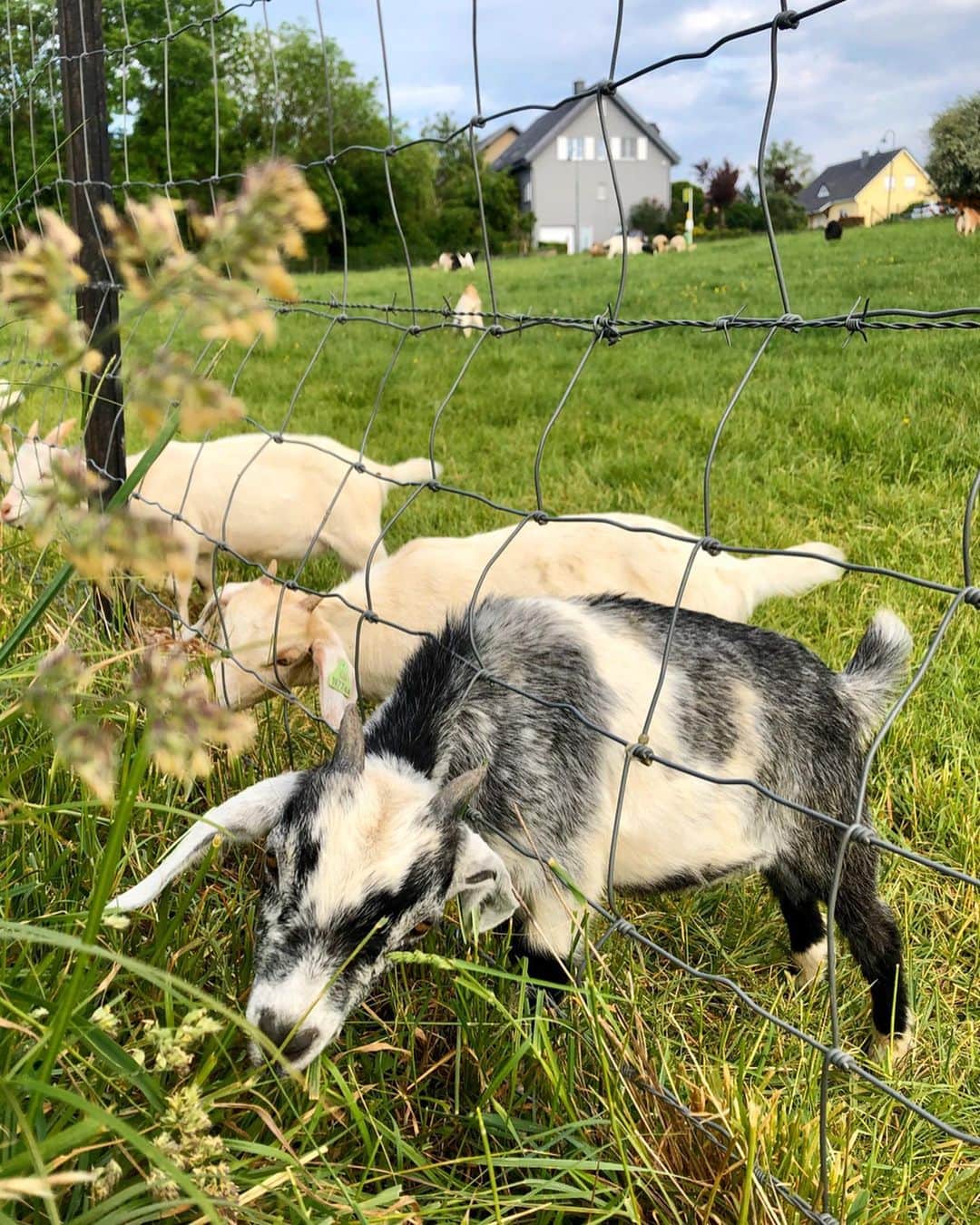 アグネス・ザワツキーのインスタグラム：「Made some friends during the quarantine...clearly I’m a big fan of goats 🐐 🐐 🐐 #goatwhisperer」