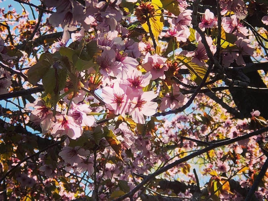 北広アキさんのインスタグラム写真 - (北広アキInstagram)「散歩しながら今年最後の桜🌸  いつもと変わらず そこにいてくれてありがとう 来年は笑顔で逢うと約束 必ず必ず  未来はきっと あなたと私の心の中にある 今をがんばろう . #コロナウイルス対策 #ステイホーム #stayhome #桜 #sakura」5月10日 2時59分 - aki_kitahiro