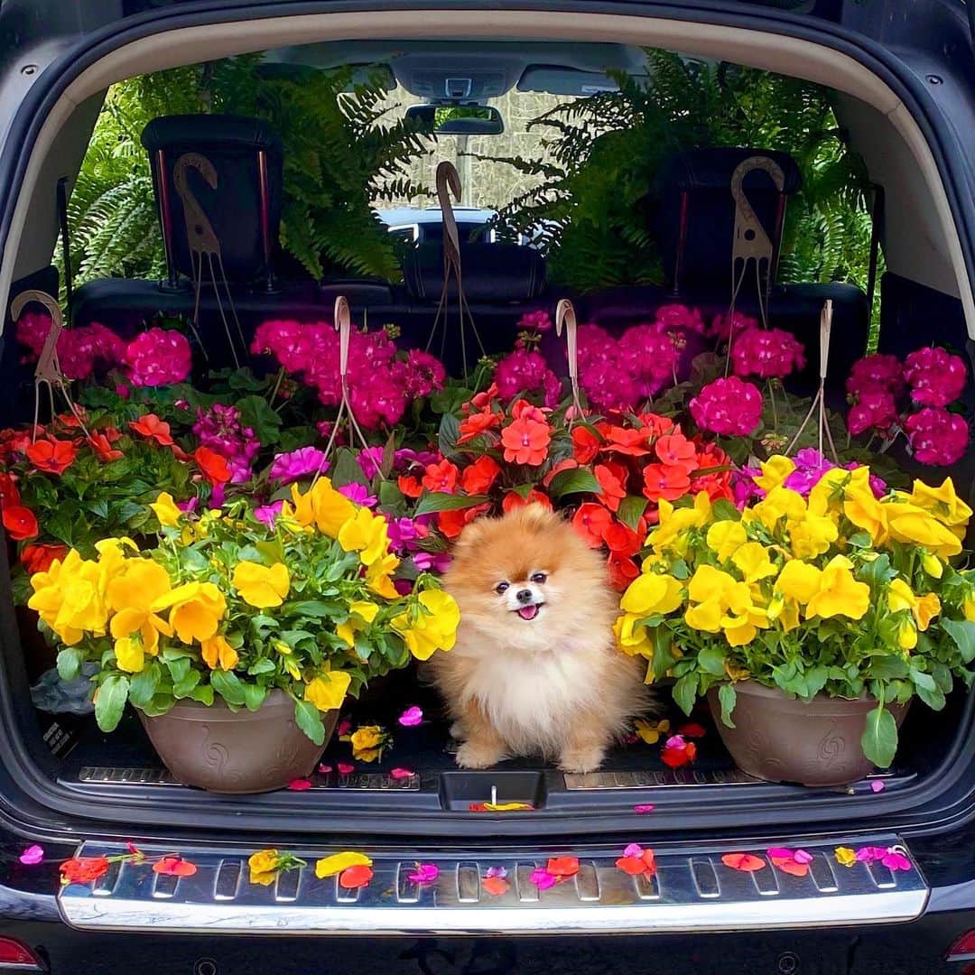 のインスタグラム：「Found this cute little stow away in the trunk of my car🐶🚘😅Ginger & I would like to wish everyone a wonderful Mother’s Day!💐🌸🌿🌼👒🌺☀️」