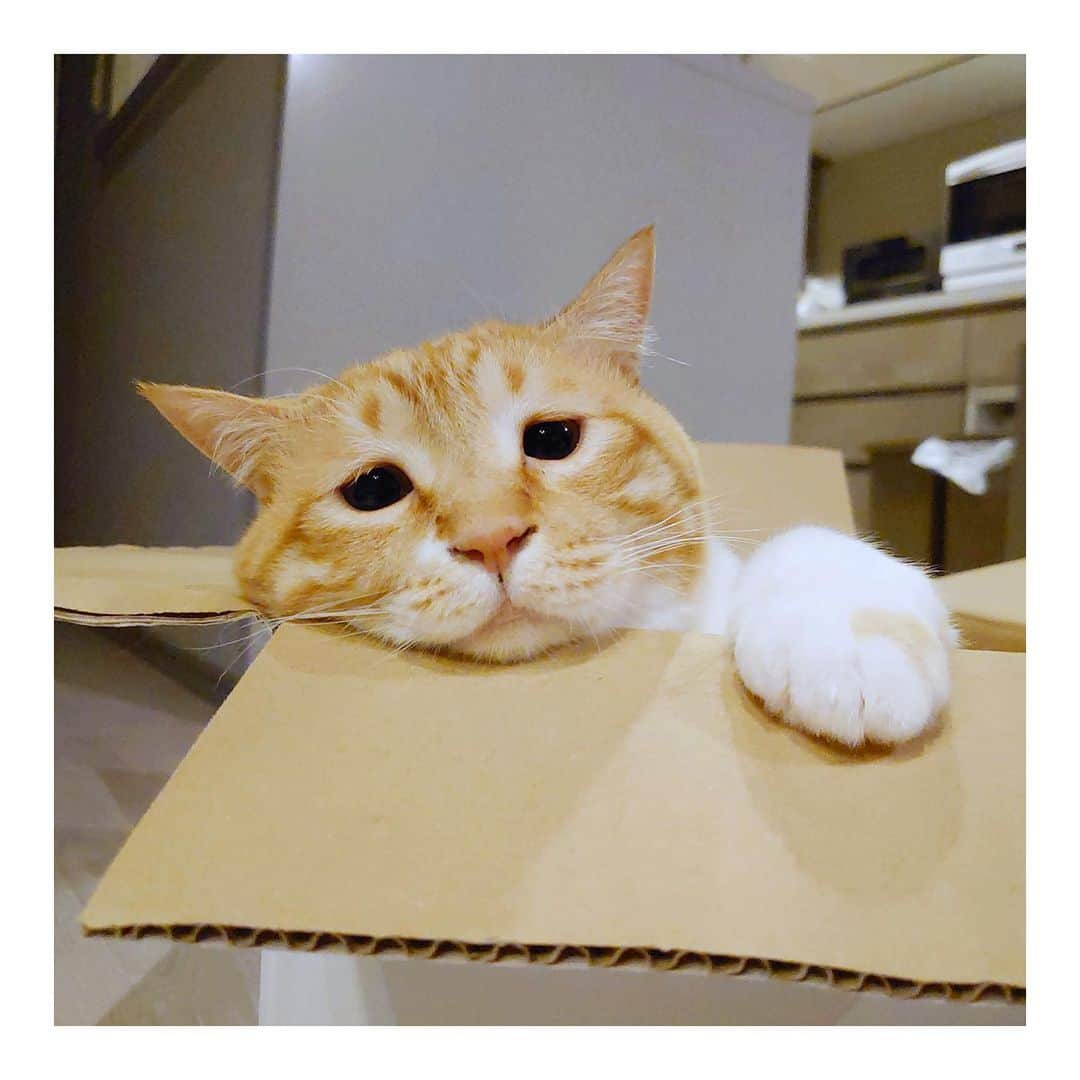 ぐっぴーさんのインスタグラム写真 - (ぐっぴーInstagram)「＊ これ？肉まん円。byぐ。 ・ #299HOMAN ・ Guppy is in the box.」5月6日 8時55分 - gupitaro