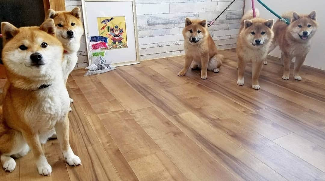 柴犬たま Shibainu Tamaのインスタグラム