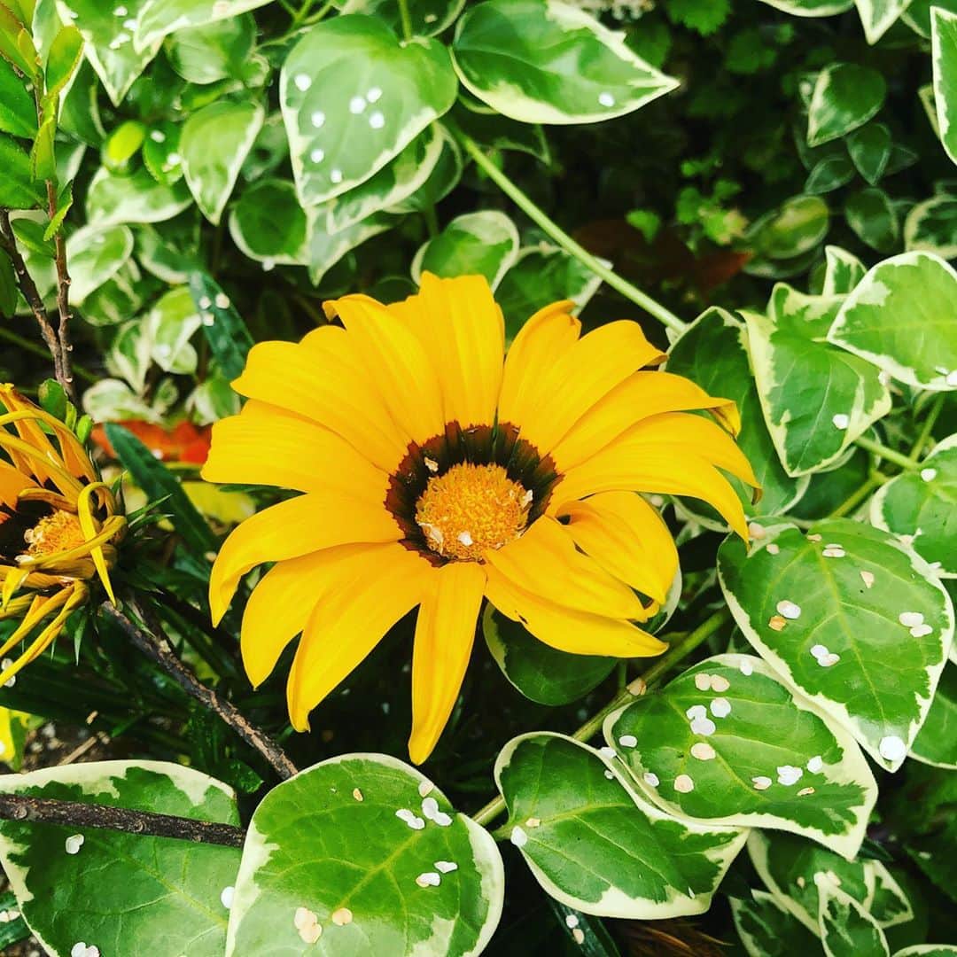 石原詢子さんのインスタグラム写真 - (石原詢子Instagram)「なぜか黄色いお花ばかりに目がいきます。  人様のお家の花壇ですが・・ ちょいと失礼して  #黄色いお花大好き  #癒やされます #今日の東京はどんより #だけど私は元気です #今日は新キャベツを使って #餃子を作ります #うまく詰められるかな？ #今日も１日 #頑張りましょうね #ファイティング #石原詢子」5月6日 9時10分 - junko_ishihara.official