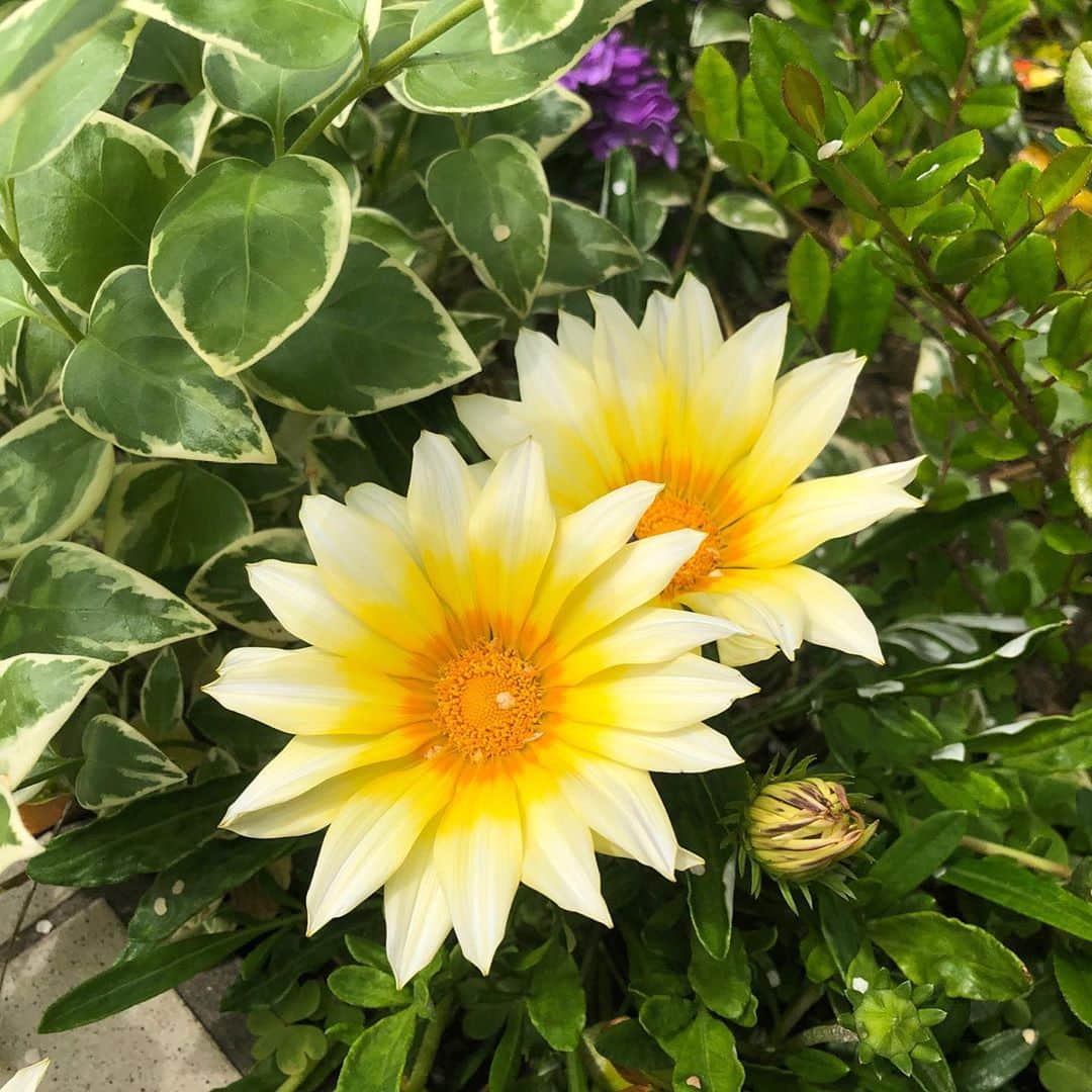 石原詢子さんのインスタグラム写真 - (石原詢子Instagram)「なぜか黄色いお花ばかりに目がいきます。  人様のお家の花壇ですが・・ ちょいと失礼して  #黄色いお花大好き  #癒やされます #今日の東京はどんより #だけど私は元気です #今日は新キャベツを使って #餃子を作ります #うまく詰められるかな？ #今日も１日 #頑張りましょうね #ファイティング #石原詢子」5月6日 9時10分 - junko_ishihara.official