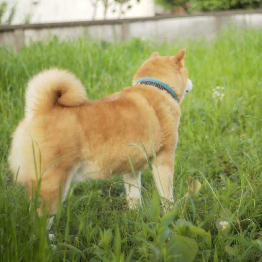 まる（まるたろう）さんのインスタグラム写真 - (まる（まるたろう）Instagram)「Good morning!✨🐶✨昨日の夜も地震があったみたいだね〜 #パパだけあたふたしてた😎 #まるはじぇんじぇん大丈夫 #でも心配だから #用心はしとかないとね」5月6日 9時57分 - marutaro