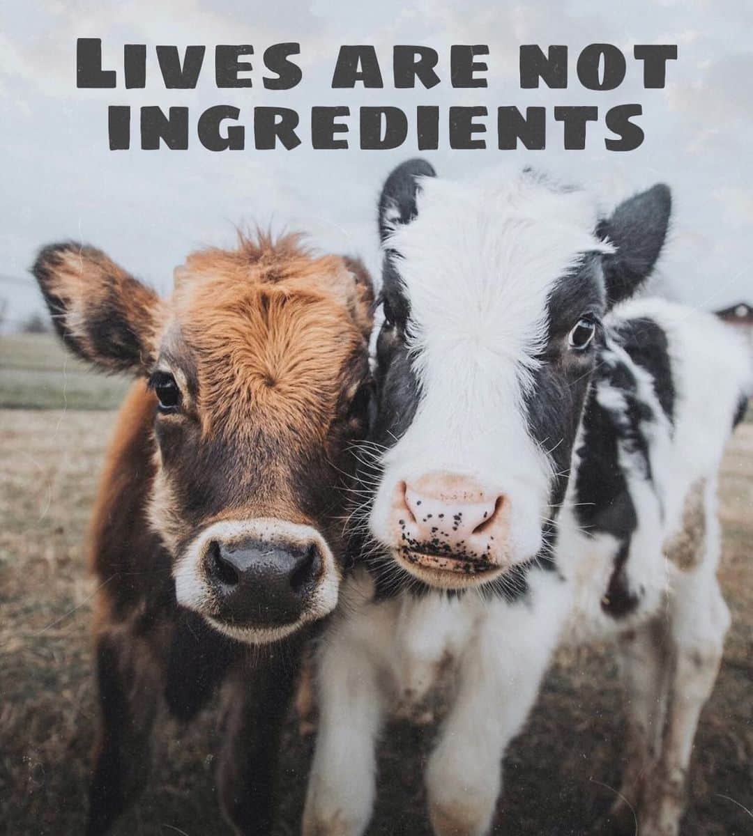 サラ・ジーン・アンダーウッドさんのインスタグラム写真 - (サラ・ジーン・アンダーウッドInstagram)「Lives are not ingredients 📸 by @sfisherx X @boochaces . #vegan #veganfortheanimals」5月6日 9時54分 - saraunderwood