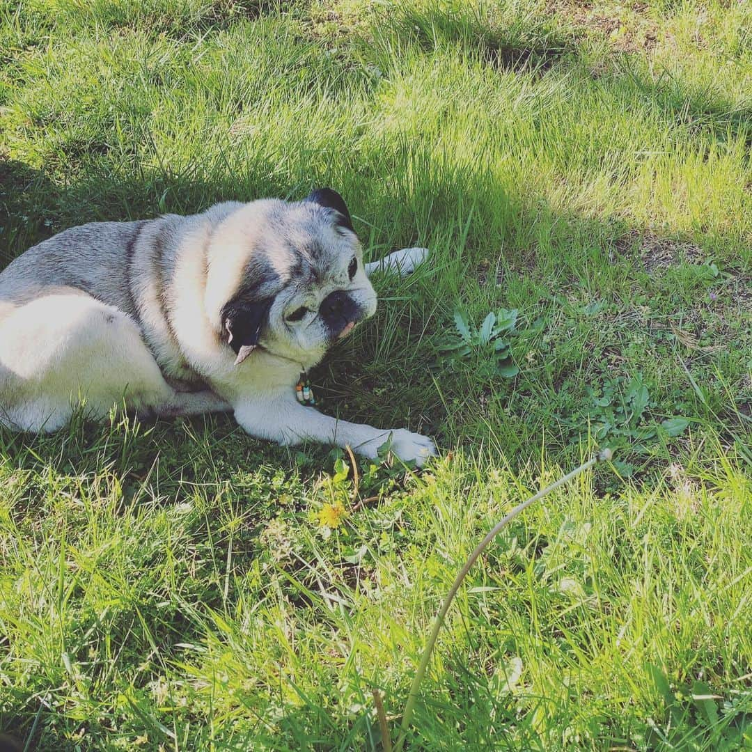 吉野紗香さんのインスタグラム写真 - (吉野紗香Instagram)「Thank you 💖 backyard🍀✨ #backyard #naptime #muffin #裏庭　#お昼寝　#マフィン　#パグ」5月6日 10時11分 - sayakayoshino_official