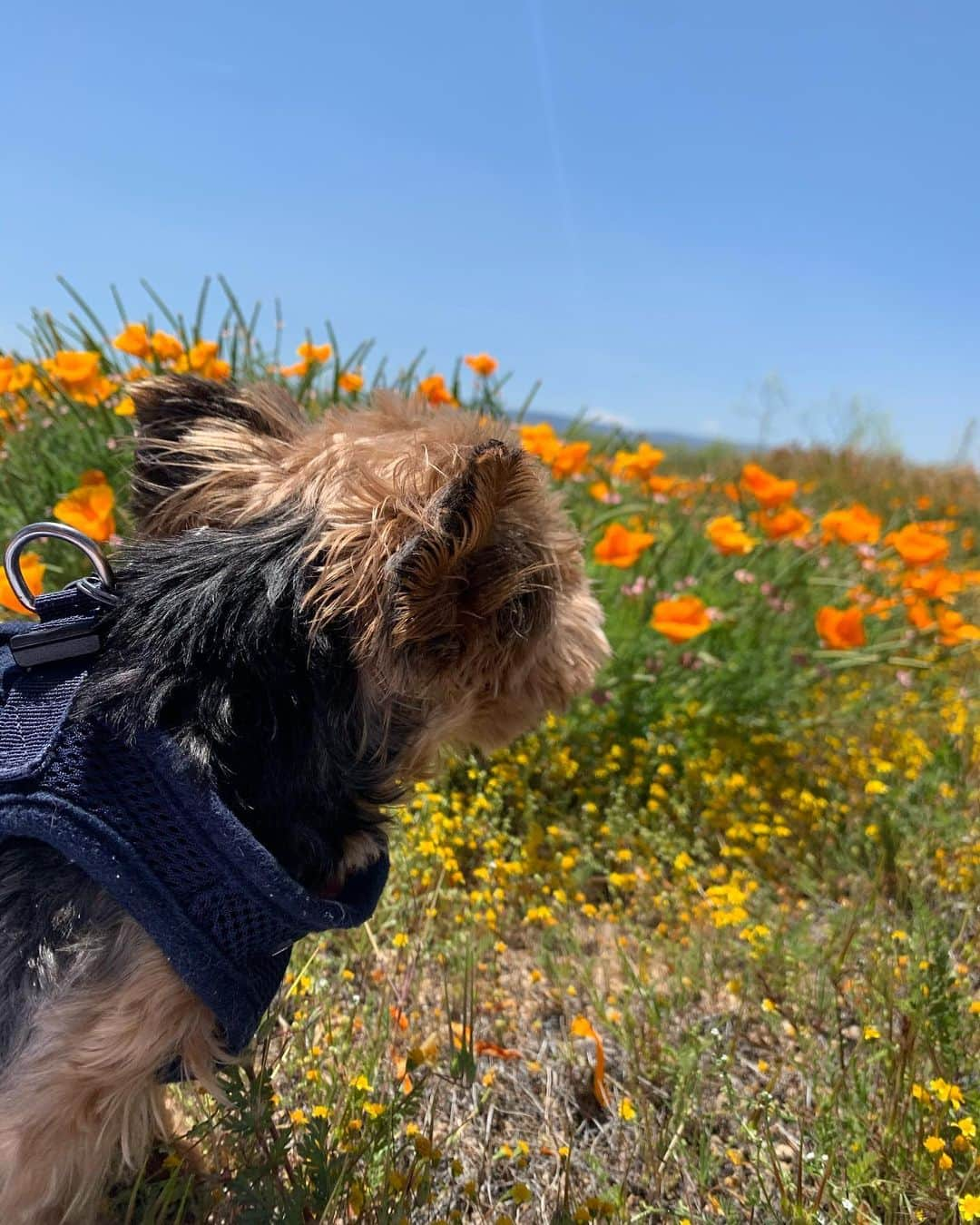 エミー・ロッサムさんのインスタグラム写真 - (エミー・ロッサムInstagram)「#GivingTuesdayNow is TODAY! 🎁 Amidst hardship and uncertainty, our pets are there for us, easing our anxiety, lifting our spirits, eating our leftovers! Visit the link in my bio to join me in supporting @bestfriendsanimalsociety on this incredible day of giving. It’s vitally important to keep people and their pets together through this difficult time, and to continue to match homeless 🐶 and 🐱 with loving families. As an added bonus, every donation will be MATCHED, so your kindness will go twice as far! Together, we can #SaveThemAll.」5月6日 1時36分 - emmy