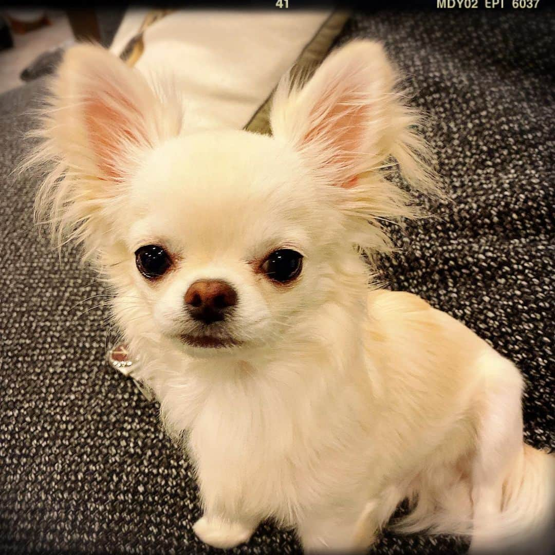 HISASHIさんのインスタグラム写真 - (HISASHIInstagram)「テチ。ナウ #chihuahua #チワワ」5月6日 2時23分 - hisashix