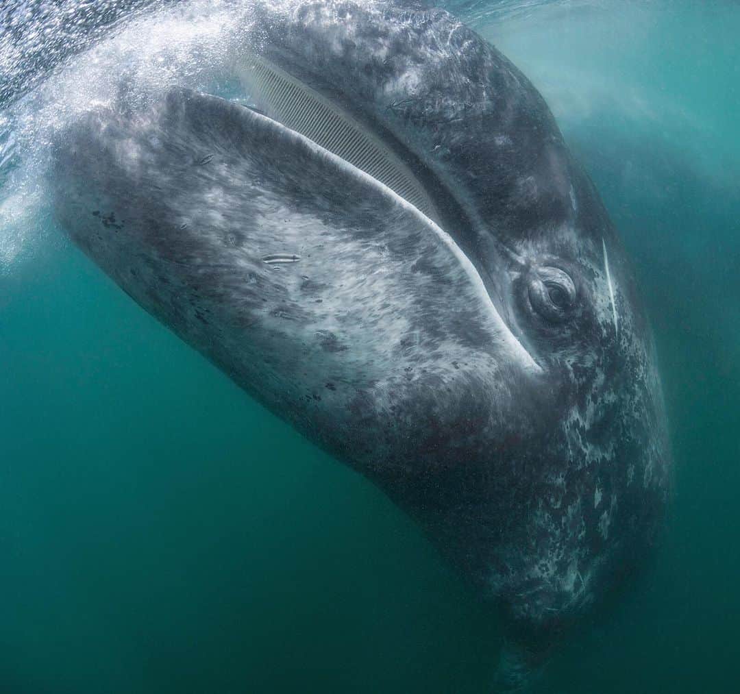 Chase Dekker Wild-Life Imagesのインスタグラム：「Happy Cinco De Mayo! I couldn’t think of a better image to share today than this photo of a smiling gray whale calf I took down in Baja California a few months ago. This was a monumental shot for me as I had imagined an image of a gray whale showing off its baleen for quite some time. Like the fin whale from a few days ago, gray whales are a difficult whale to photograph. They feed on the sea floor in icy and isolated Arctic waters where almost no one can see them, they tend to be shy on their epic migrations along the coast, and they rarely perform surface acrobatics like their cousins the humpbacks. All this said, having this gray whale calf give me a nice smile in the shallow lagoon where it was born, was more than I could have ever asked for.」