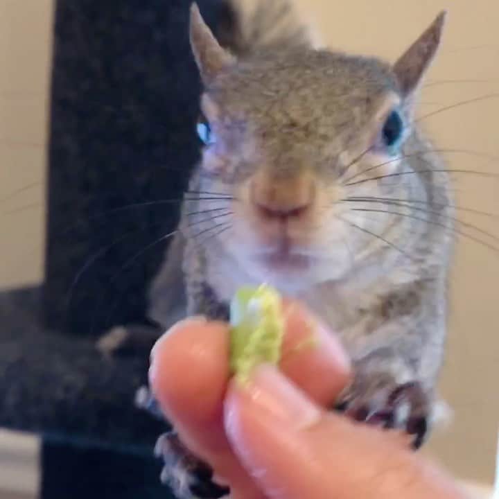 のインスタグラム：「🥑 is required when it’s Taco Tuesday AND Cinco de Mayo.⁣ ⁣ ⁣ ⁣ ⁣ #petsquirrel #squirrel #squirrels #squirrellove #squirrellife #squirrelsofig #squirrelsofinstagram #easterngreysquirrel #easterngraysquirrel #ilovesquirrels #petsofinstagram #jillthesquirrel #thisgirlisasquirrel #avocado」