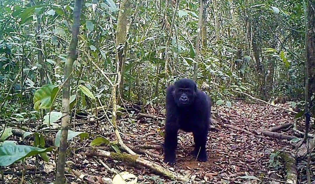 レオナルド・ディカプリオさんのインスタグラム写真 - (レオナルド・ディカプリオInstagram)「Cameroon’s #EboForest is home to gorillas, tool-wielding Chimpanzees, Forest Elephants, Presuss’ Red colobus, Drills and many other rare and endangered species. It is one half of the Yabassi #KeyBiodiversityArea, making it a site of global importance to the planet’s overall health. It is also the ancestral land of more than 40 communities that surround it. In a letter to the Cameroonian government, scientists from @global_wildlife_conservation, San Diego Zoo Global Conservation Research Institute, @kewgardens and IUCN Primate Specialist Group, asked the government to suspend plans to create 2 long-term logging concessions in Ebo Forest. They asked that the government develop an inclusive land-use plan with the local communities who would be most affected by logging. Let’s #ProtectEboForest.」5月6日 2時53分 - leonardodicaprio