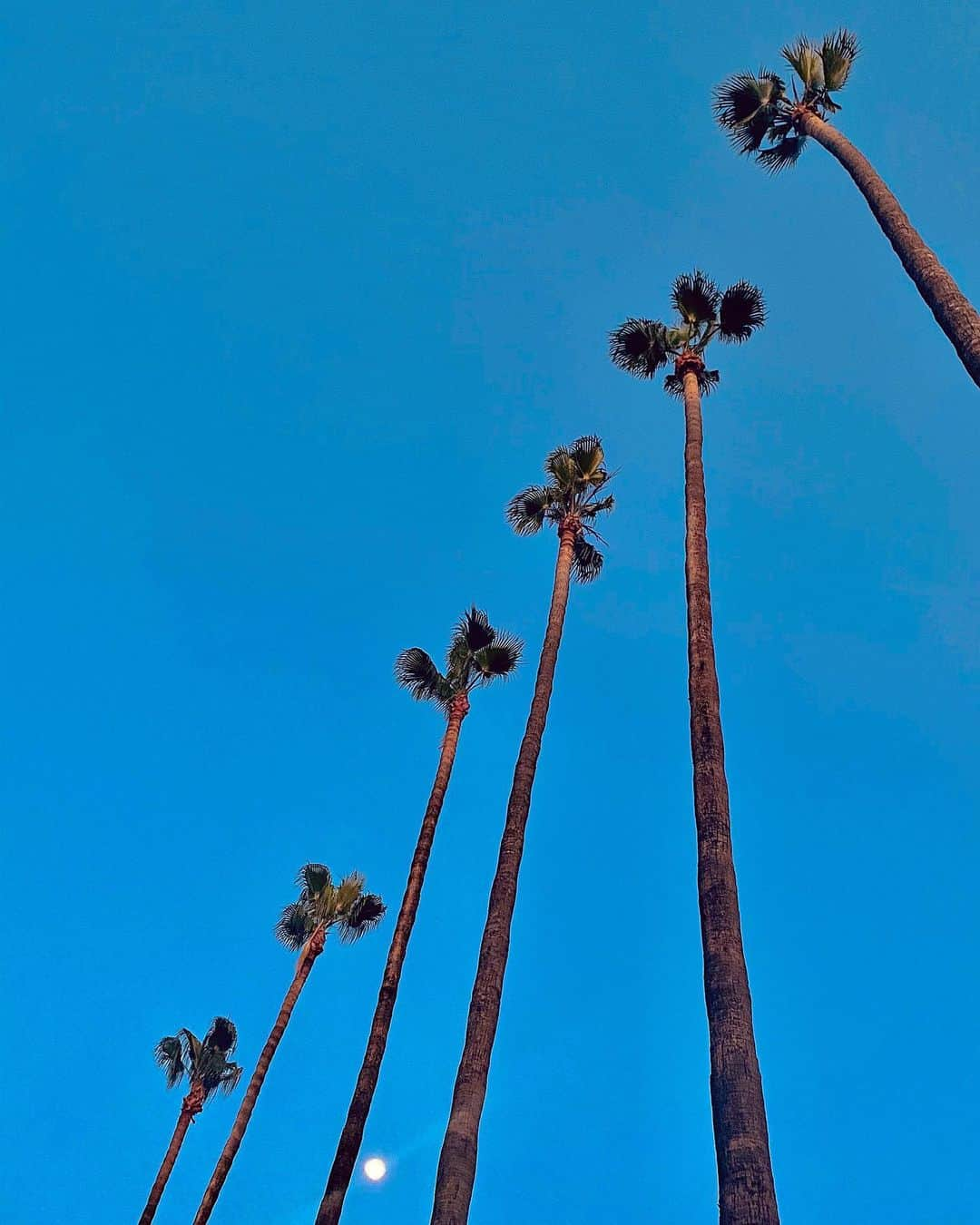 ケイティ・ロッツさんのインスタグラム写真 - (ケイティ・ロッツInstagram)「I’ve been taking a lot of sunset walks lately and it is so lovely. It’s been so hot in LA you get the feeling of warm summer nights paired with the floral scents of spring. Tho I did smell a rose and go shit I hope it didn’t have Cornona on it. ☠️」5月6日 4時22分 - caitylotz