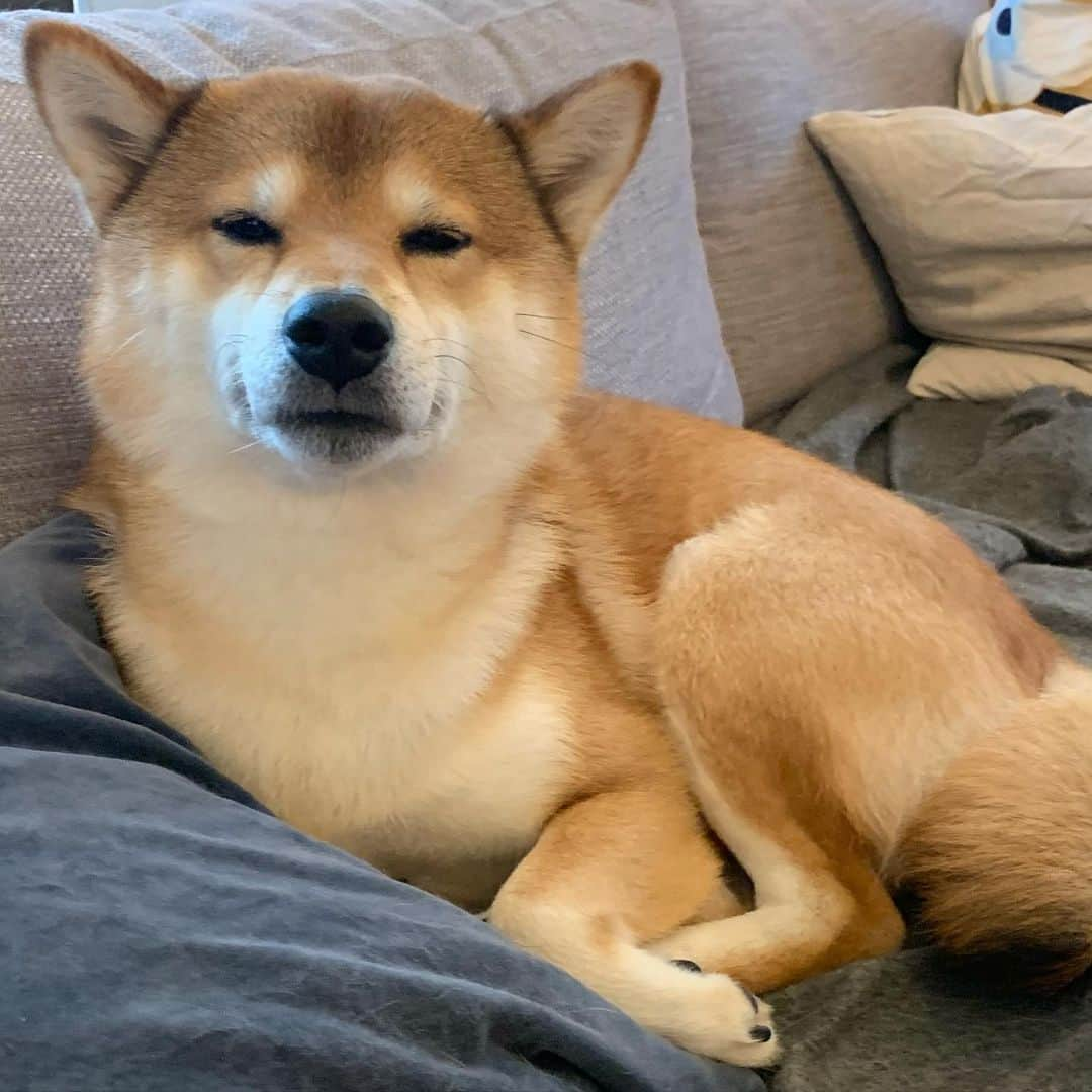 ?Fricko the Shiba Inu?さんのインスタグラム写真 - (?Fricko the Shiba Inu?Instagram)「Tired big puppy 😘🥰🐾 🐾 🐾 🐾 #Fricko #🐶 #☀️ #shiba #shibainu #dog #柴犬 #赤柴  #adorable #shibalovers #shibaholics  #dogoftheday  #weeklyfluff #aww #dogstagram  #dogscorner #puppiesofinstagram #shibapuppy」5月6日 6時48分 - umigiva