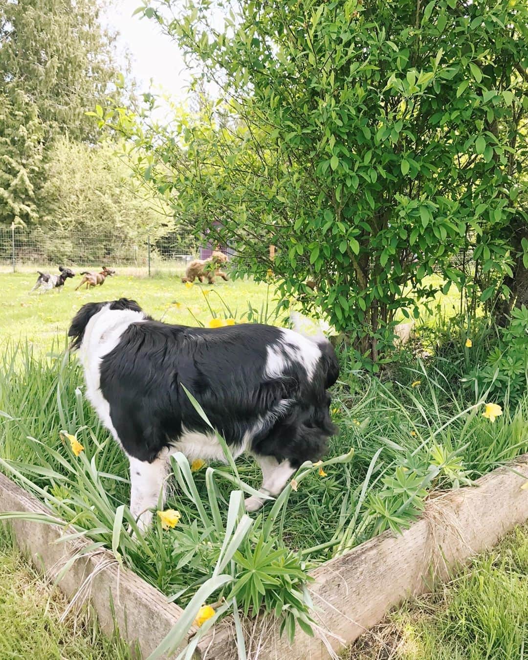 Robin May Flemingのインスタグラム：「Peggy had her first doggy playdate today in almost TWO MONTHS. Can you see her way off there in the distance, living her best life?  Don't worry: The humans masked up, gloved up, and maintained ample space (and then some). Our discomfort was a small price to pay to keep our adolescent pups socialized.」