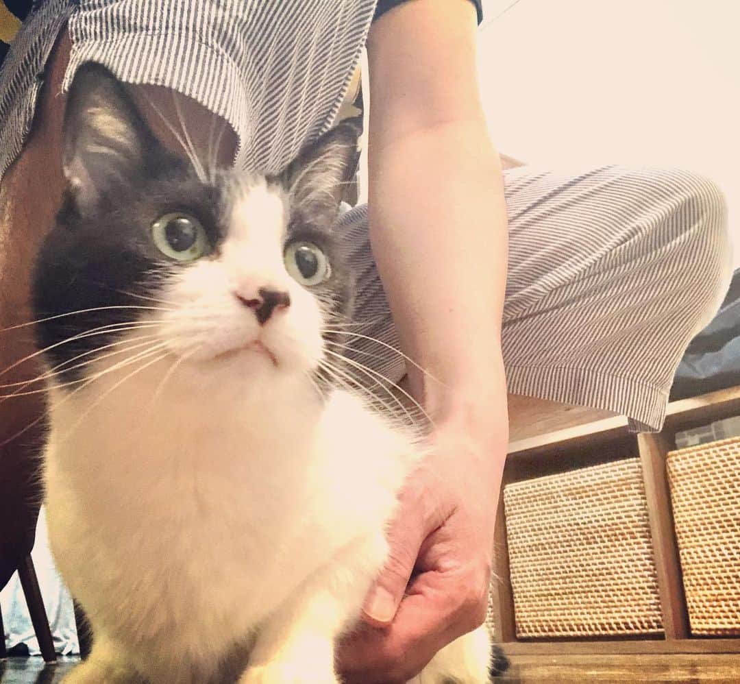 辻本耕志さんのインスタグラム写真 - (辻本耕志Instagram)「ふわっふわ。 #猫　#ねこ　#ネコ　#cat #ごま」5月6日 19時36分 - tsujimotokouji