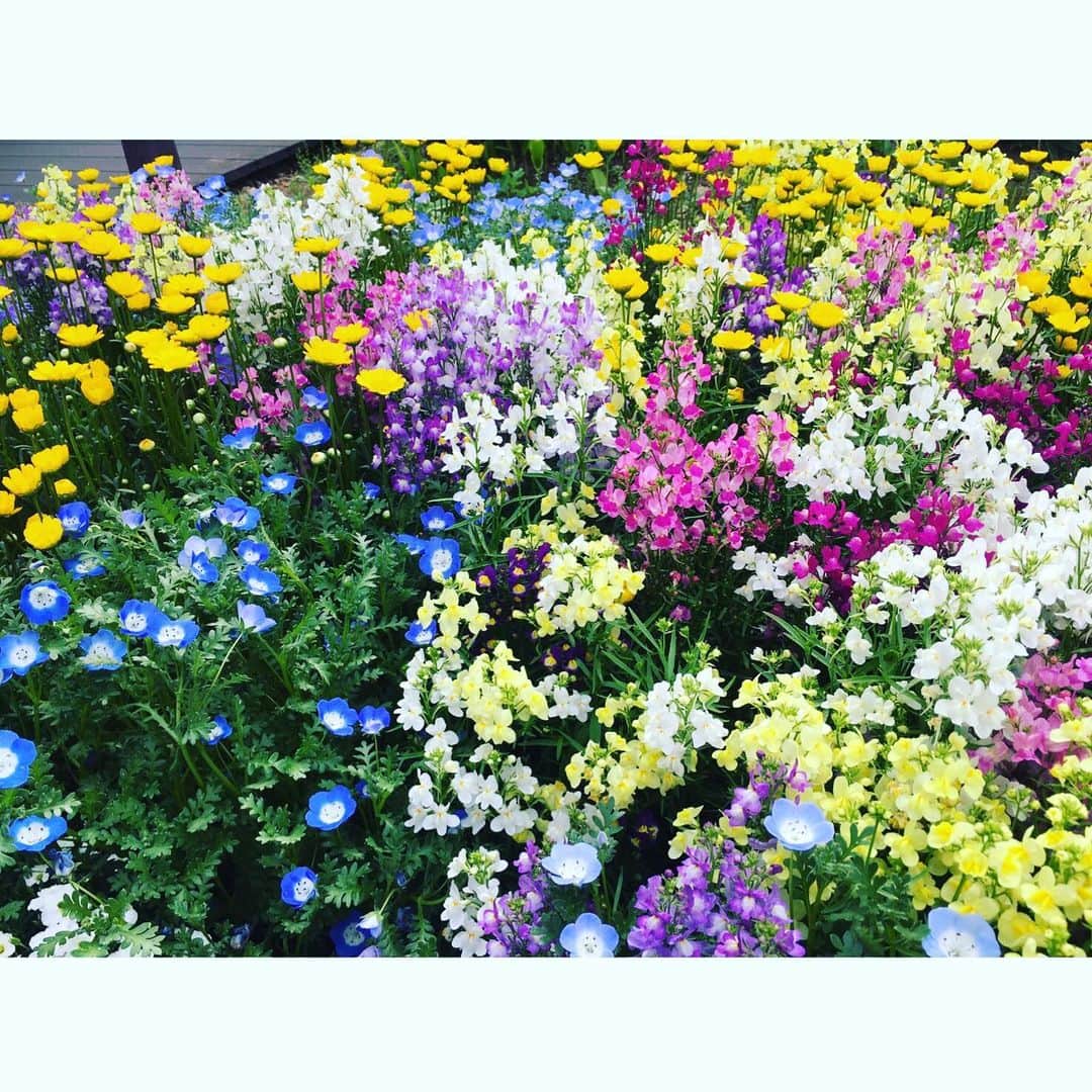 水野愛日さんのインスタグラム写真 - (水野愛日Instagram)「なかなか人に会えない  そんな寂しさを癒してくれるのはお花たち…♪ #flowers #bouquet #flowerstagram #flowergarden」5月6日 19時41分 - mizunomanabi