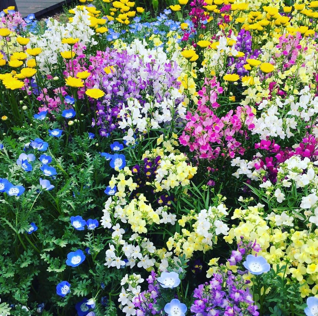 水野愛日のインスタグラム：「なかなか人に会えない  そんな寂しさを癒してくれるのはお花たち…♪ #flowers #bouquet #flowerstagram #flowergarden」