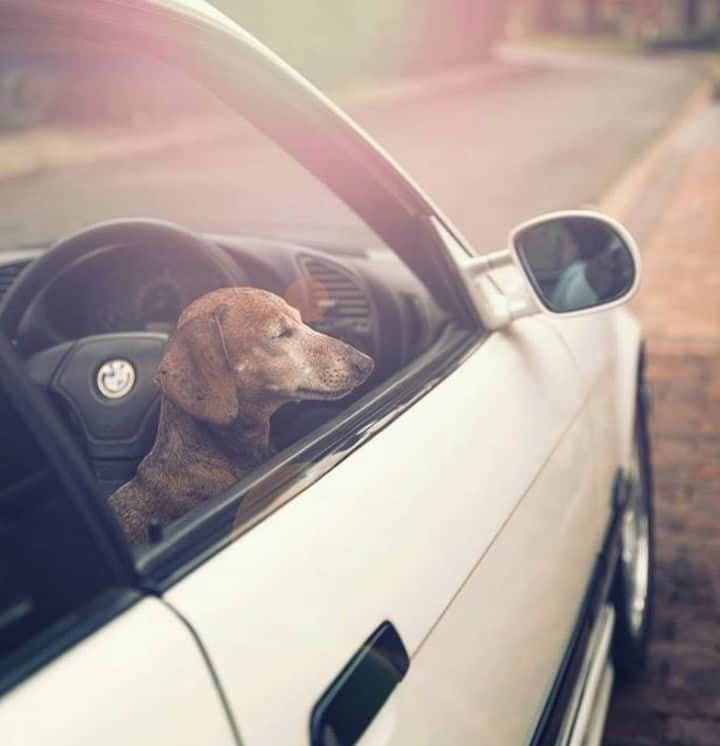 BMW Japanさんのインスタグラム写真 - (BMW JapanInstagram)「#StayHome で、愛するペットといつもより長く一緒に過ごせている方も多いようですね。この機会に、あなたのBMWとペットの写真をシェアしませんか？👀 . ぜひハッシュタグ「 #MyBMWJapan 」をつけて写真を投稿してください。素敵な写真は、 BMW Japan公式アカウントにて紹介させていただきます。 . 皆さんの投稿、お待ちしています！ . #MyBMWJapan #お家でBMW #StayHome #StaySafe #BMW #BMWJapan #駆けぬける歓び」5月6日 18時08分 - bmwjapan