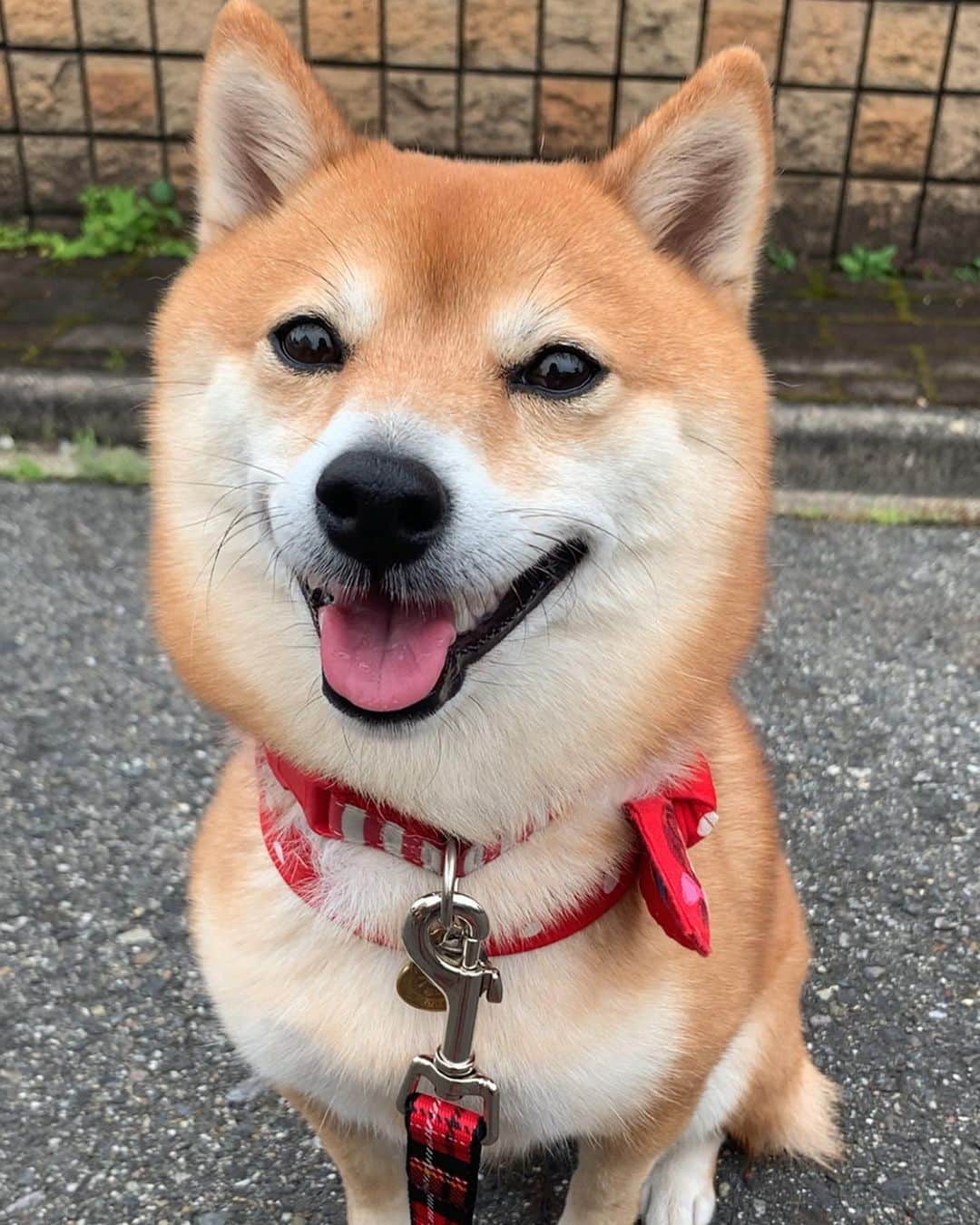 豆柴 サニーちゃんのインスタグラム