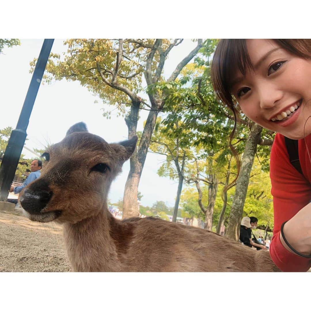 南條早紀のインスタグラム：「1年前のGW🦌 . . 去年のゴールデンウィークは、 広島に旅行に出かけていました🤔 シカちゃんとツーショット撮って はしゃいでいたな〜☺️笑 . . 宮島名物のあなごめしも食べました🤤 ふわふわで美味しかった…❤️ . . . 今年は職場とスーパーしか お出かけしていないから 去年の旅行の思い出をということで、 #過去pic 投稿してみました！ . . コロナがはやく終息して、また旅行に 出かけられますように😶💭 . . . #写真で旅行気分 #過去写真 #振り返り #旅行 #旅 #旅行好き女子 #広島 #宮島#宮島観光  #シカ #しか #🦌 #ツーショット #自撮り #自撮り女子  #宮島グルメ #あなごめし #グルメ #美味しかった #ゴールデンウィーク #今年は #ステイホーム #stayhome  #去年の今頃 #思い出 #富山テレビ #アナウンサー  #南條早紀 #なんじょうのにちじょう」