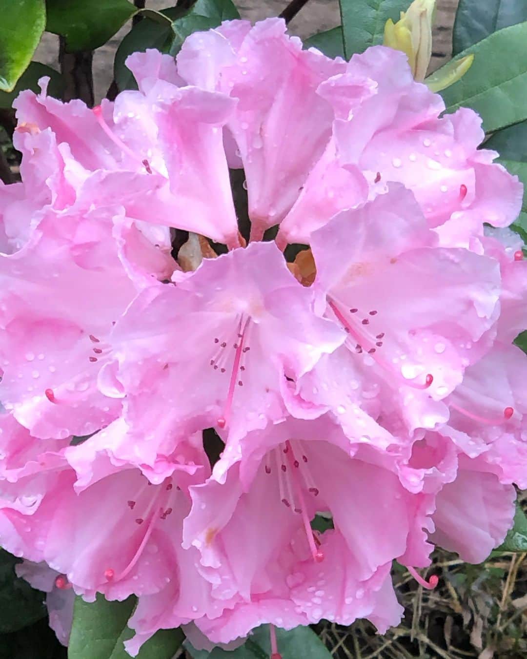阿部洋子さんのインスタグラム写真 - (阿部洋子Instagram)「🌸 収録スタジオ近くに咲いてた！ コレって、ツツジ？  #今日のお花 #flowers #nofilter」5月6日 18時35分 - hirocoring