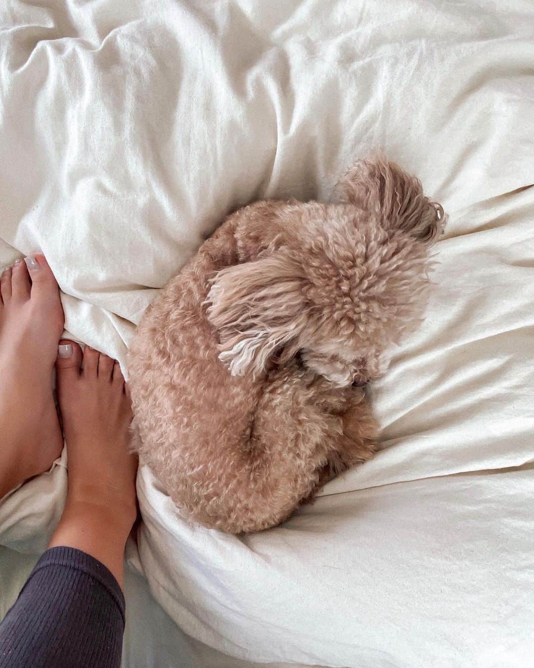 Manamiのインスタグラム：「😴💤💤💤 りあくんがうちに初めてお泊り来てくれた🐶💗 昔は一緒に住んでたのに、実家を出て離れたら 愛おしさが増すねぇ🥺💕 スーパー甘えん坊なのは健在🧸 また、家に1人になったら寂しいなぁ...😔 今はコロナでたったの30分の実家にも帰れてないから 終息したらもっと実家帰ろ😫 バニラにも会いたいなぁ🥺💕 ㅤ #stayhome」