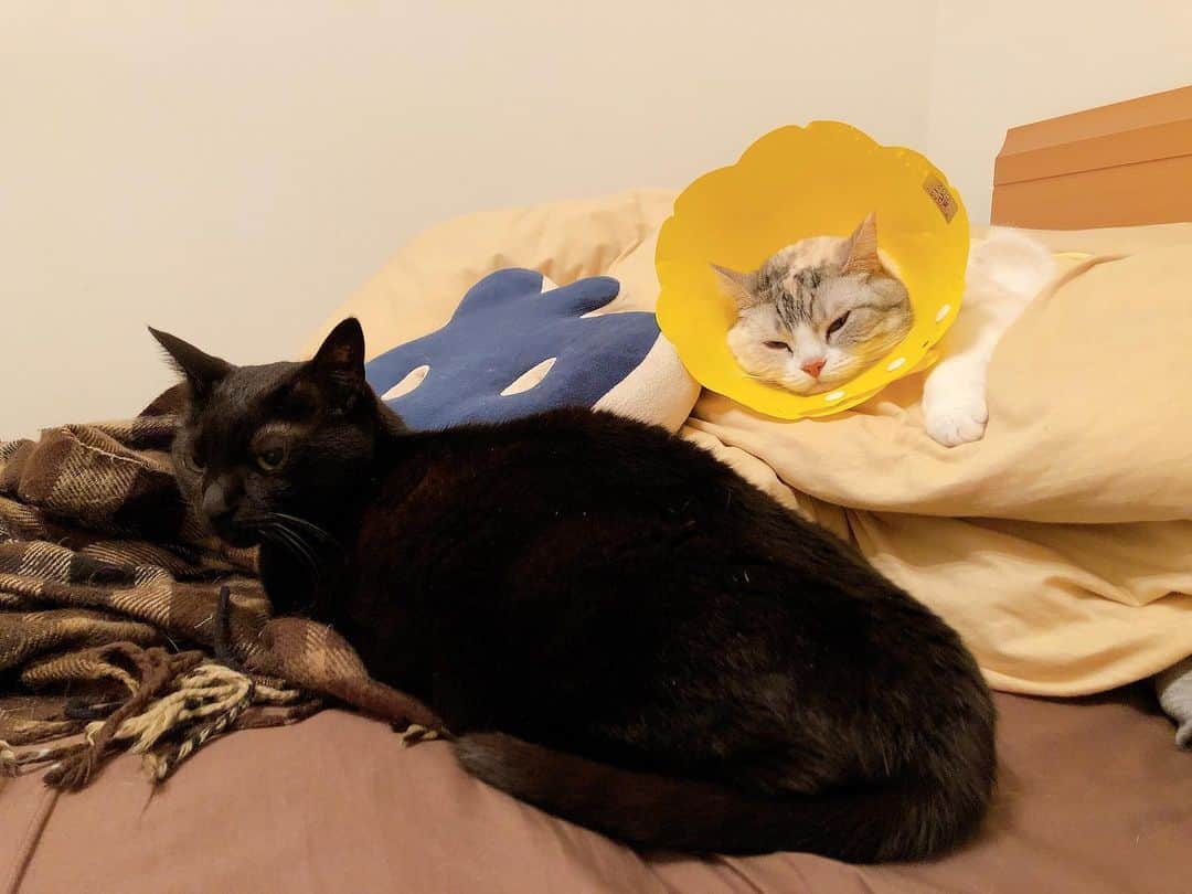 Natsukiさんのインスタグラム写真 - (NatsukiInstagram)「雷すごかったですねー。  対照的は２人。 雷が怖くて誰かにくっついていないといられない緊張顔のホタテ(笑) しらすは雷に気づいてないかのようにぐっすり(笑)  #cat  #scottishfold  #blackcat  #猫のいる暮らし」5月6日 19時01分 - milky517
