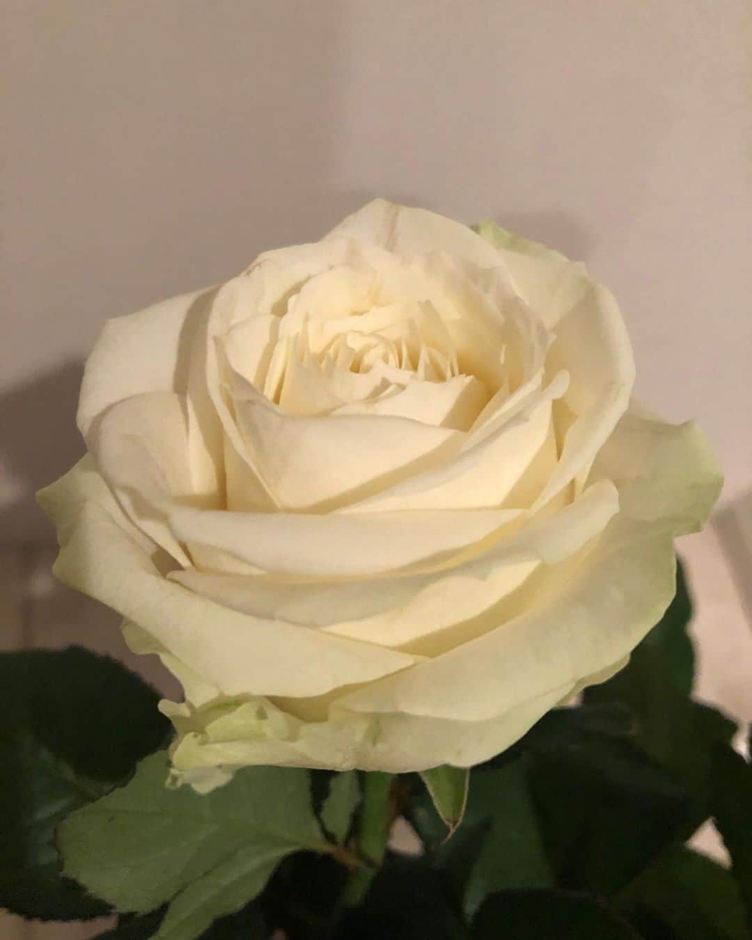 美舟さんのインスタグラム写真 - (美舟Instagram)「Thanks🌹 I love plants and flowers. Feel relieved.  #お花の力で幸せの輪を広げよう #みっこセレクト #フラワーロスを救うオンライン花屋 #whiteroses」5月6日 19時25分 - mifune2014
