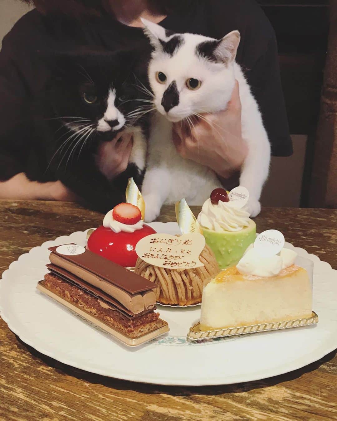 もじゃころのインスタグラム：「一日遅れちゃいましたが、5/5は鼻菱おにぎり丸と鼻にんにく黒コロの5歳のお誕生日でした☺️🎉🎉🎉🎉🎉🎂もうなんでも2人一緒に抱っこはイヤみたいで写真撮るの大変でした😂これから先もずーっと2人一緒にお誕生日お祝いできるといいね☺️ 4枚目は自分のお誕生日と勘違いしちゃってスタンバイのチョッチュ具志コロペッペ😂  最後の動画は私のお気に入りです❤️ #鼻菱おにぎり丸  #鼻にんにく黒コロ  #あいちゃんの膝の上  #水曜日の悪夢 #hbd」