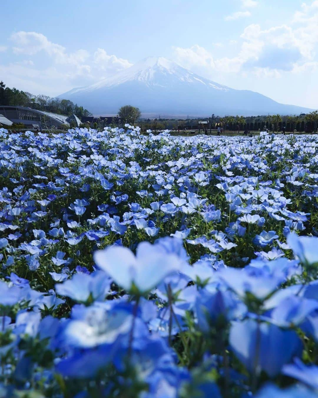 masayaさんのインスタグラム写真 - (masayaInstagram)「Baby blue eyes & Fuji Hananomiyako Park  May 2019 花の都公園 #Fuji #mtfuji #花の都公園  #山中湖 #yamanashi  #flowers #ネモフィラ」5月6日 19時34分 - moonlightice