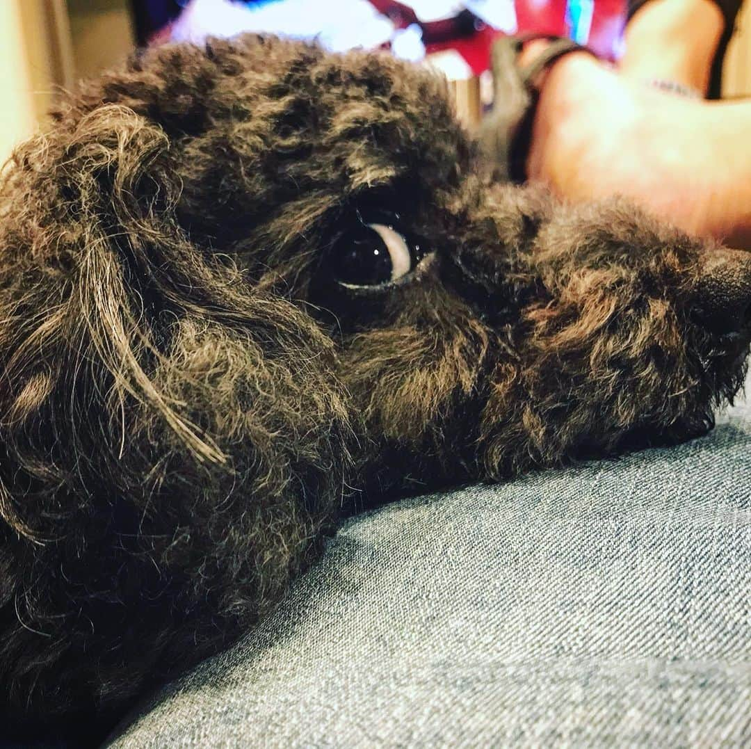 宇野剛史さんのインスタグラム写真 - (宇野剛史Instagram)「アゴ乗せがグッとくる🐕  #トイプードル #dogstagram」5月6日 10時42分 - unochannel