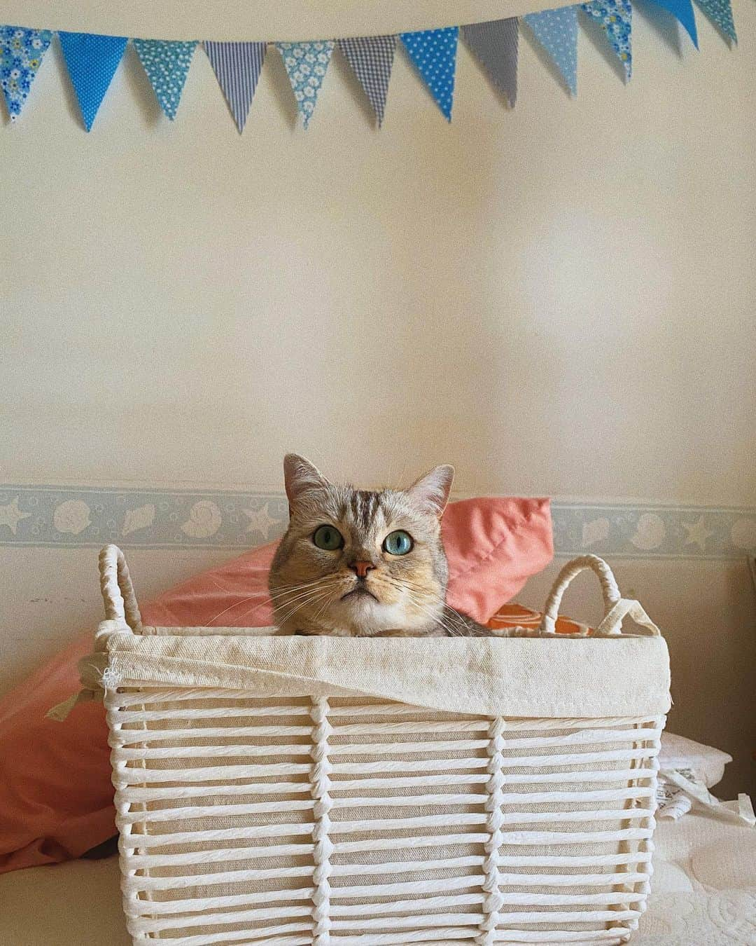 今野杏南さんのインスタグラム写真 - (今野杏南Instagram)「* 🐈🍀 @remon.marimo_konno  #ねこのいる生活  #マンチカン」5月6日 10時43分 - anna_konno0615