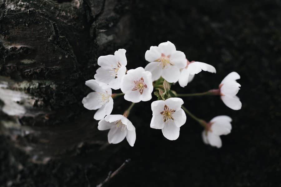 ヒラハルのグルメインスタ