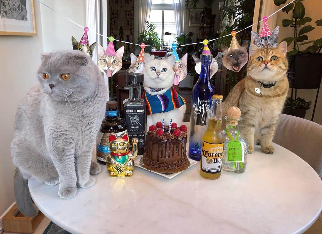Millaさんのインスタグラム写真 - (MillaInstagram)「Happy 2nd Birthday to my Cinco de Mayo sister @winonacat ! 😽💕 I naturally gravitate to the center of pictures so I refused to make eye contact with the camera when I was asked to stand to the side. I also posted a picture of my sister knee deep in cake cuz... that’s what big sisters do! 😼😹 #MillaTheCat #WinonaCat #MrKubrickCat #CincodeMayo #Birthday」5月6日 11時02分 - millathecat