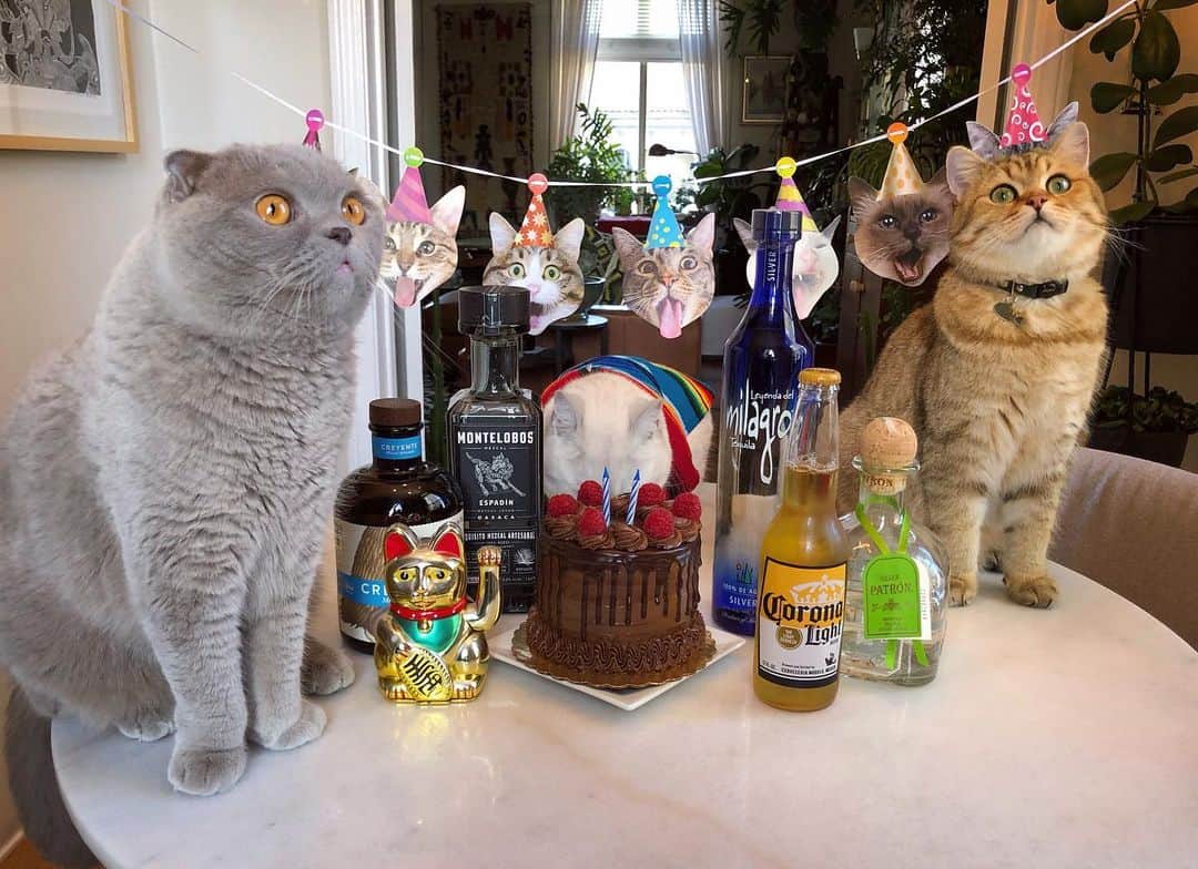 Millaさんのインスタグラム写真 - (MillaInstagram)「Happy 2nd Birthday to my Cinco de Mayo sister @winonacat ! 😽💕 I naturally gravitate to the center of pictures so I refused to make eye contact with the camera when I was asked to stand to the side. I also posted a picture of my sister knee deep in cake cuz... that’s what big sisters do! 😼😹 #MillaTheCat #WinonaCat #MrKubrickCat #CincodeMayo #Birthday」5月6日 11時02分 - millathecat