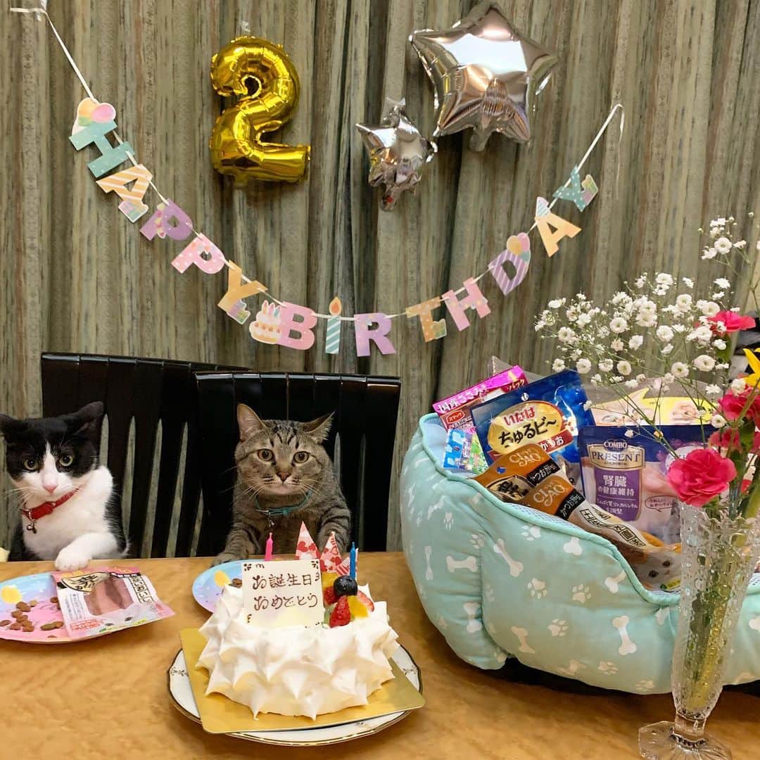 石田真以のインスタグラム：「ハチとコテツ 2歳になりました😄✨✨ 保護猫なので 正確な誕生日がわからないから (先代のハムもそうだけど) 全員こどもの日にしてる❣️ とにかく甘やかして育てるのが石田流 世界で一番幸せな猫になーれ❤️ ・ #石田ハチコテツ #猫　#猫好き　#お誕生日おめでとう  ケーキは大人たちがいただきました。笑」