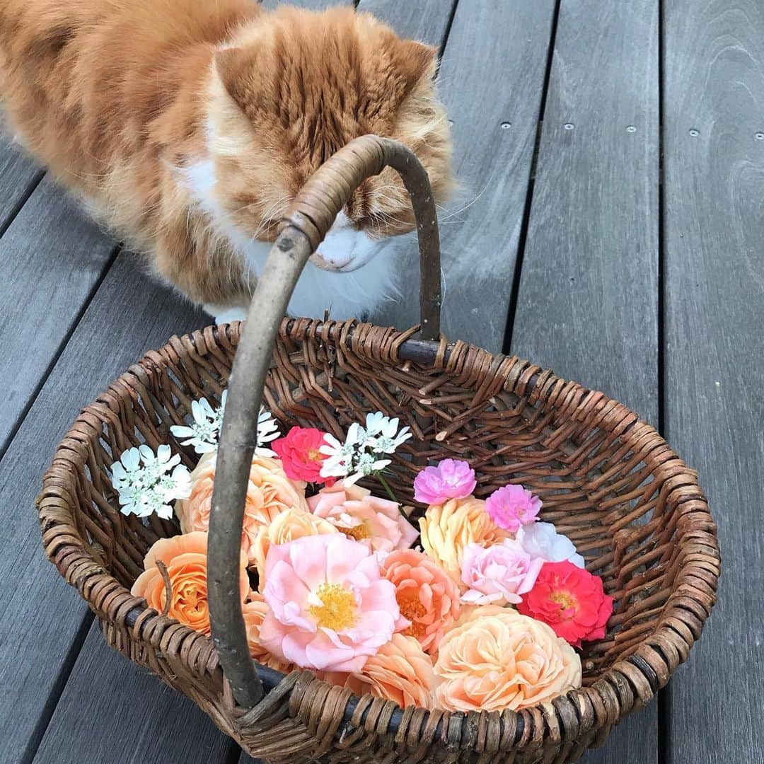 益子直美さんのインスタグラム写真 - (益子直美Instagram)「おうち時間。  キレイに咲いてくれたバラたちを雨が降る前に摘んで、おうちに飾りました。  たまたまあったオアシスにいけてみましたが、センスなかった、、、💦 バラ、ビオラ、オルラヤ、アネモネ  #おうち時間  #garden  #gardening  #ばら  #rose」5月6日 11時51分 - naomi.masuko