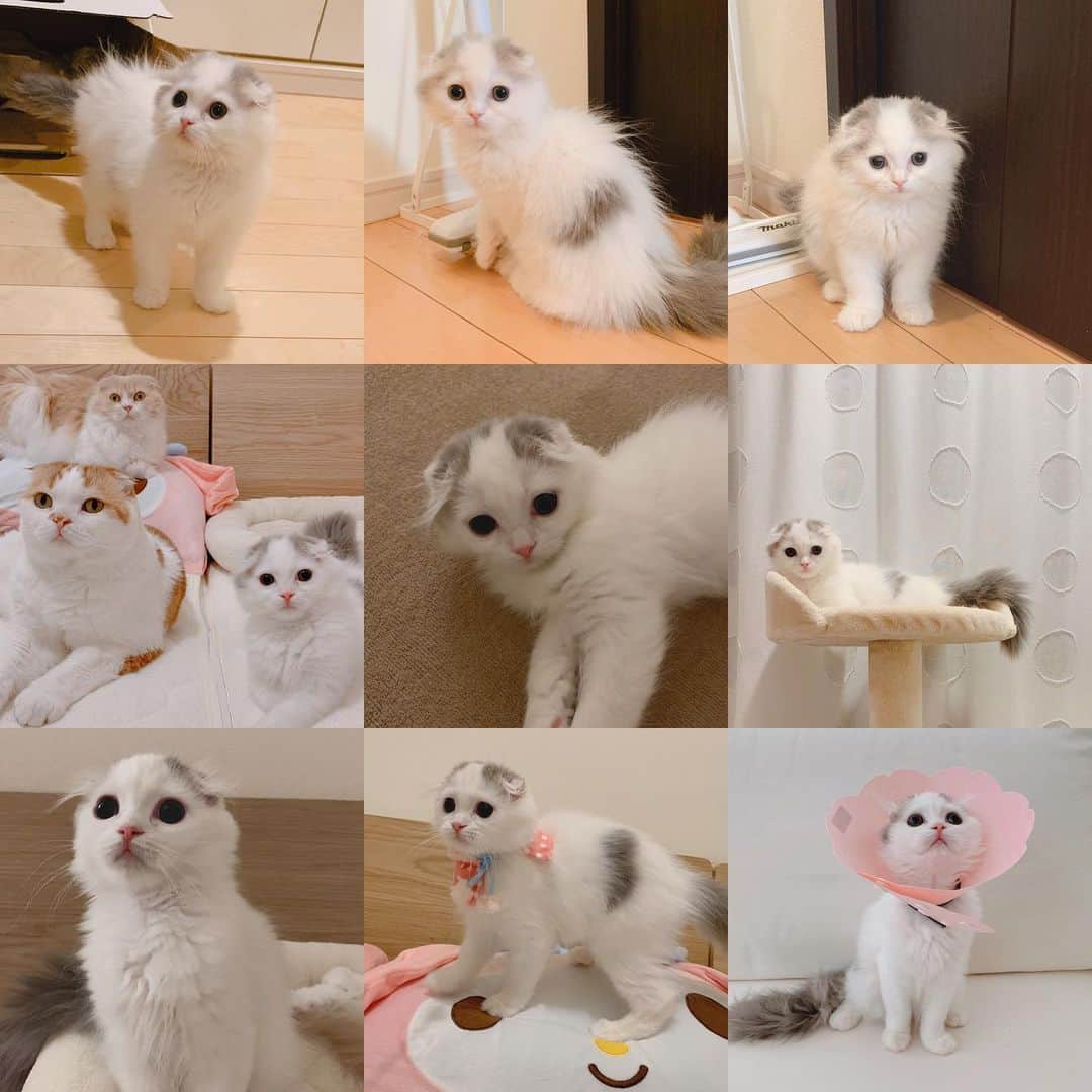 のんたのインスタグラム：「5月6日ぱんちゃん、うちのこ記念日♡ あっという間の1年を振り返っています わずか860gの小さな体でやってきて まさか1年後にはっぱ隊になるとは🤣 いつもぱんちゃんの成長を見守ってくださり ありがとうございます！ ・ #scottishfold #catstagram_japan #catsofinstagram #cats_of_instagram#catoftheday #ilovemycat #bestmeow #catlover #cutecat #kittensofinstagram #cute #スコティッシュフォールド#うちのこ記念日#成長記録#ぱんちゃん」