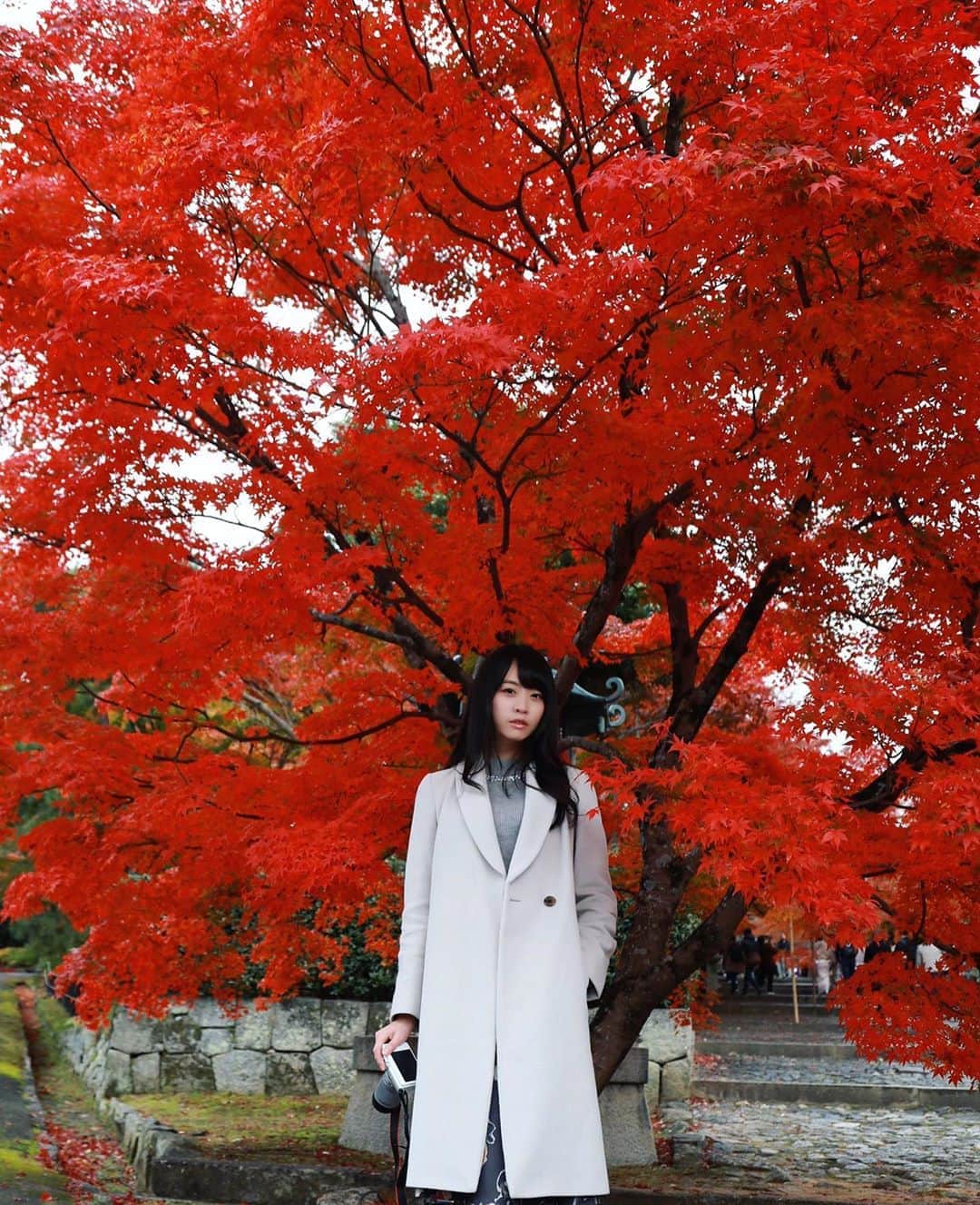 千倉里菜のインスタグラム：「キングダムを漫画で読み始めました . ………面白すぎて頭爆発です🤯 . . . _ #紅葉 #京都 #ポートレート #portrait #autumnleaves #kyoto #kyotojapan #キングダム #漫画」