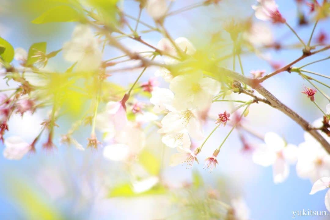 東由樹さんのインスタグラム写真 - (東由樹Instagram)「﻿ ﻿ ﻿ ﻿ ﻿ ﻿ おうちでリモートセルフ撮影したよ＾＾﻿ ﻿ ﻿ ﻿ 背景は去年撮影した桜🌸🌸﻿ ﻿ ﻿ ﻿ ﻿ ﻿ ﻿ ﻿ ﻿ ﻿ ﻿  #zoom﻿ #リモート﻿ #リモート撮影﻿ #セルフ撮影﻿ #ゆきつんカメラ」5月6日 12時56分 - yukitsun_0217