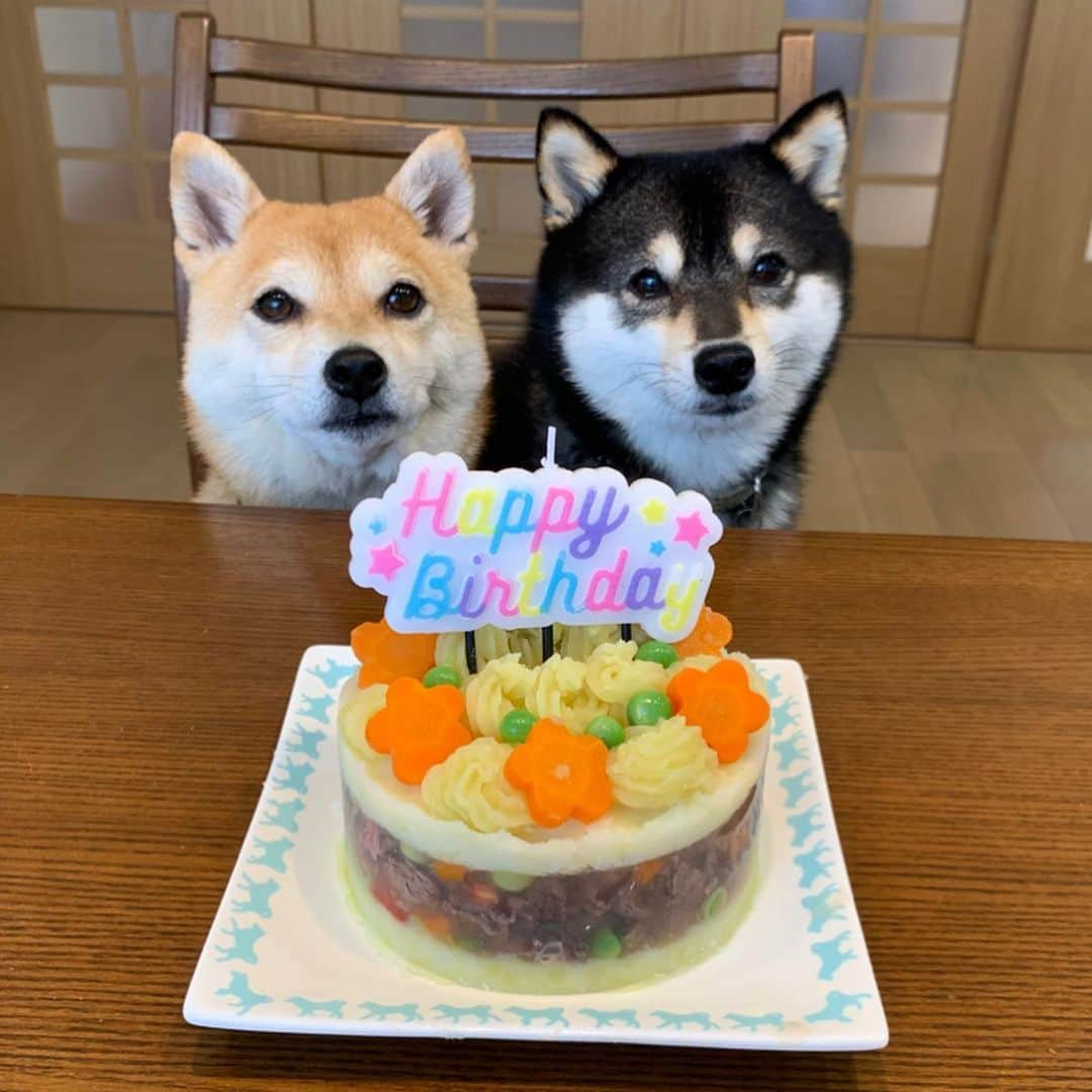 豆柴なつ&ふゆさんのインスタグラム写真 - (豆柴なつ&ふゆInstagram)「Today is Natsu's 5th birthday🎂🎉😆㊗️ 今日はなつの5歳のお誕生日です🎂🎉😆㊗️ 手作りご飯とお友達からのたくさんのプレゼントでお祝いです😊💓💓 #誕生日#おめでとう #プレゼント#ありがとう  #5歳 #手作り犬用ケーキ  #happybirthday  #ハッピーバースデー #手作り犬ごはん  #thedailyshibainu  #shibamania  #柴犬ライフ#pecoいぬ部 #shiba_snap  #instashiba#cutedogs  #柴犬#shiba #shibainu #shibastagram #いぬすたぐらむ #pecoいぬ部 #犬バカ部 #shibainumag_feature #instafollow #dogoftheday  #🐕📷 #theshibasociety  #柴#proudshibas  #柴犬マニア」5月6日 13時37分 - mameshiba.natsuinu56