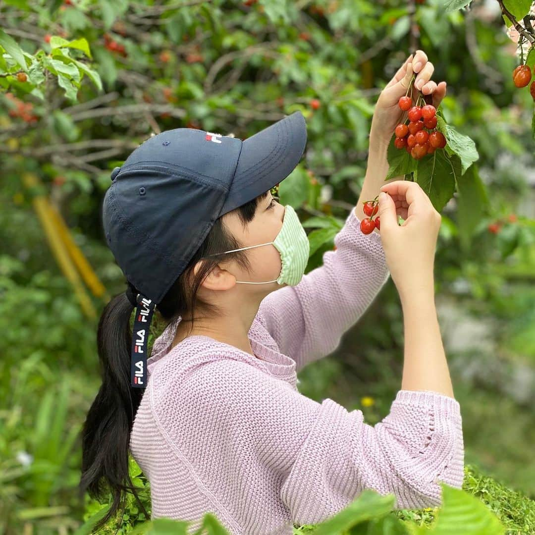 横溝菜帆さんのインスタグラム写真 - (横溝菜帆Instagram)「祖父が育てたさくらんぼの木♡ 真っ赤で、宝石みたいな、可愛いさくらんぼがたくさんなりました🍒 ・ 収穫してから、姉と一緒にジャムを作りました☺️ 朝、パンに塗って食べました‼︎ 年に一度の、美味しい楽しみです♡ ・ ・ #さくらんぼ #手作りジャム #横溝菜帆」5月6日 13時36分 - y_naho_te