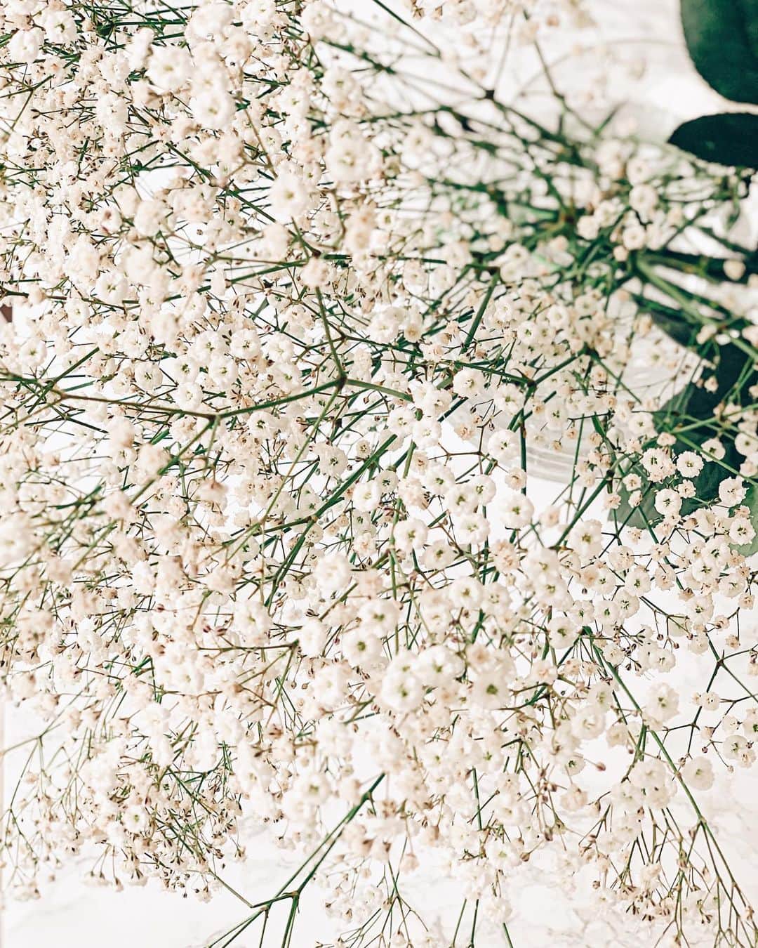 Yukicoさんのインスタグラム写真 - (YukicoInstagram)「𓇠𓇢𓇡 𓆸𓆸  いい香り‥ . . . って思えないのは私だけかな🤣 ‥‥‥‥‥‥‥‥‥‥‥‥‥‥‥‥‥‥‥‥‥‥‥‥‥‥‥‥‥‥‥‥‥ #storyofmylife#flowers#flowerporn#flowerslovers#flowerstyles#floweroflife#flower_perfection#flowerstagram#flowerporn#still_life_gallery#floweroftheday#littlethings#livethelittlethings#tv_living#f52grams#f52home#gatheringslikethese#feedfeed#simplepleasures#momentslikethese#blooms#flowertalking#bouquet#bouquets#flowerpower#thatsdarling#nothingsordinary#花のある暮らし」5月6日 19時50分 - yukicolifecom