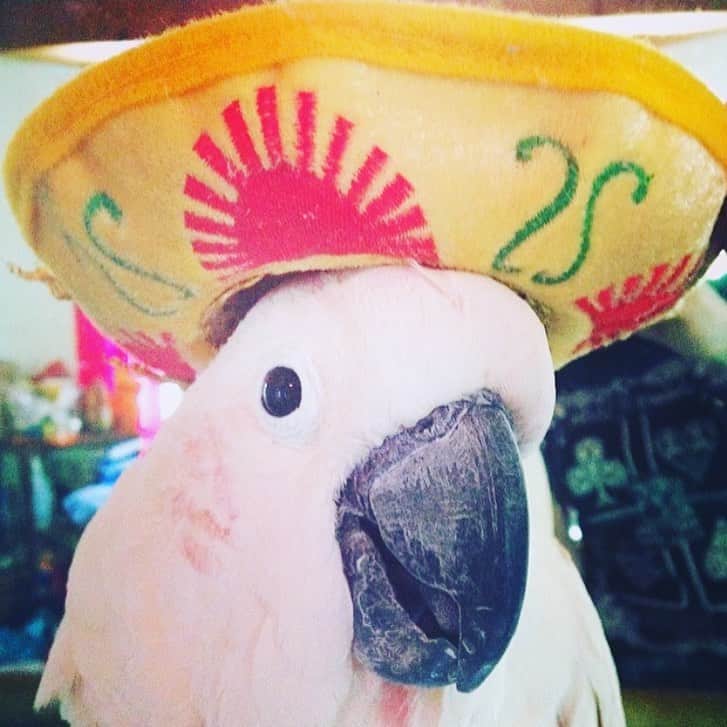 ボニー・モーガンのインスタグラム：「Happy Cinco de Mayo from Picci de Gayo #handsomebird #puccirules #partybird #shenanigans #piccipicasso #bendybonnie #piccibird #icouldnthelpmyself #adventuresofbendybonnie」