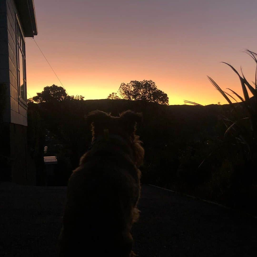Digby & Aloのインスタグラム：「He thought the sunset was pretty, but I thought he was prettier. #wellington #nz #sunsetglamourshot」