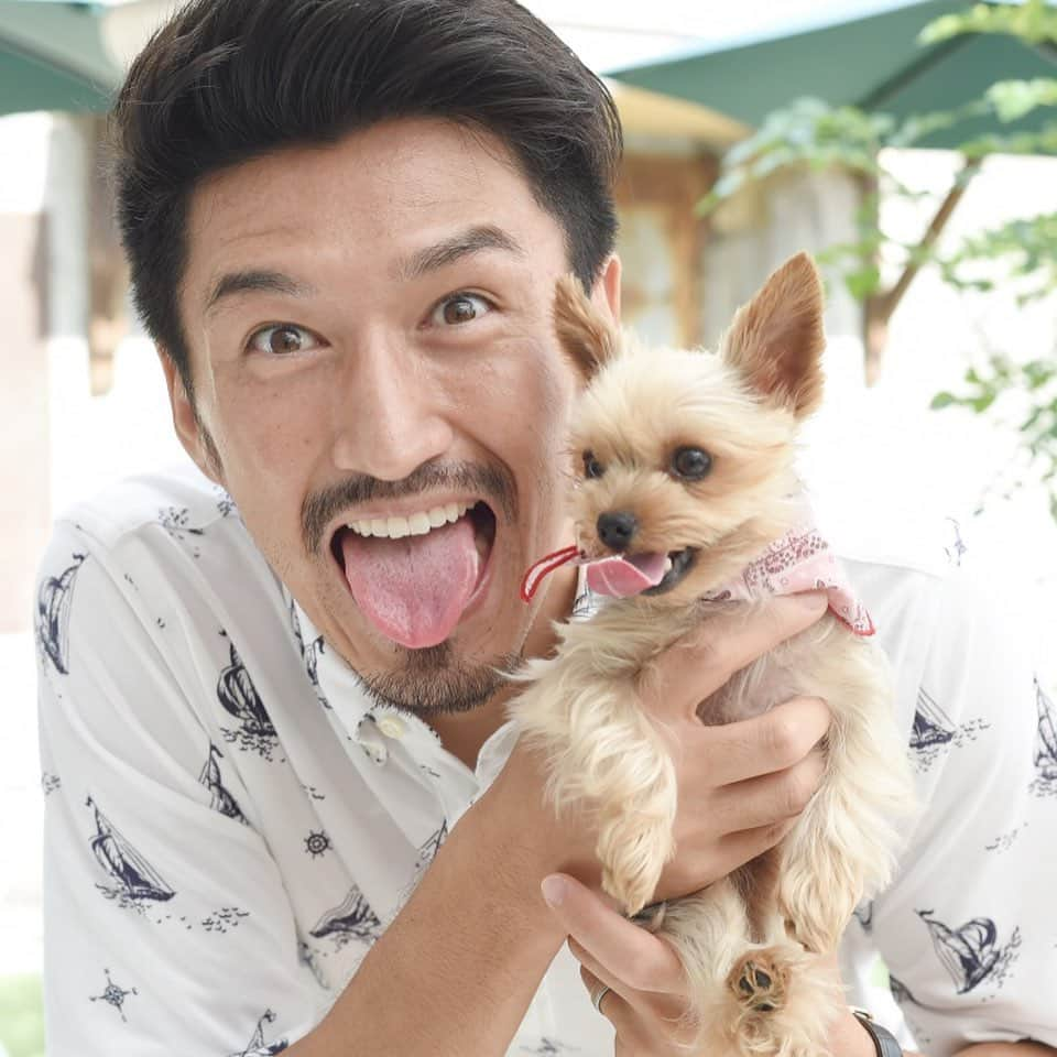 サッカーキングさんのインスタグラム写真 - (サッカーキングInstagram)「🐶きょうの、ワンちゃん🐕 #おうちWEEK  #ヴィッセル神戸 @visselkobe #渡部博文 選手 @hirofumi0707 のパピコちゃん @papico0813  種類： #ヨークシャーテリア 年齢：4歳8ヶ月 【渡部博文選手 コメント】 我が家のパピコは1200グラムと小さく、とても可愛くて愛嬌も抜群。パピコは犬が苦手ですが、人は大好き。散歩に行ったときに「かわいい～」、「ちっちゃ～い」という声が聞こえると一目散に走っていき、仰向けに寝転がってお腹を見せたりします。 パピコを飼い始めてから2年半後くらいに長女が生まれたのですが、育児の準備期間にパピコを飼い始めたことはすごく良かったなと思っています。というのは、しつけの大事さやポイントをパピコから学ぶことができたから。そのポイントはずばり、怒るだけじゃなくて「他の選択肢を与えてあげること」。これは育児ですごく大事なことですよね。娘もだんだんパピコと良い関係性になってきているので、これからがますます楽しみです。  #サッカー #Jリーグ #soccer #football #JLeague #dog #doglover #soccerking #サッカーキング」5月6日 15時01分 - soccerkingjp